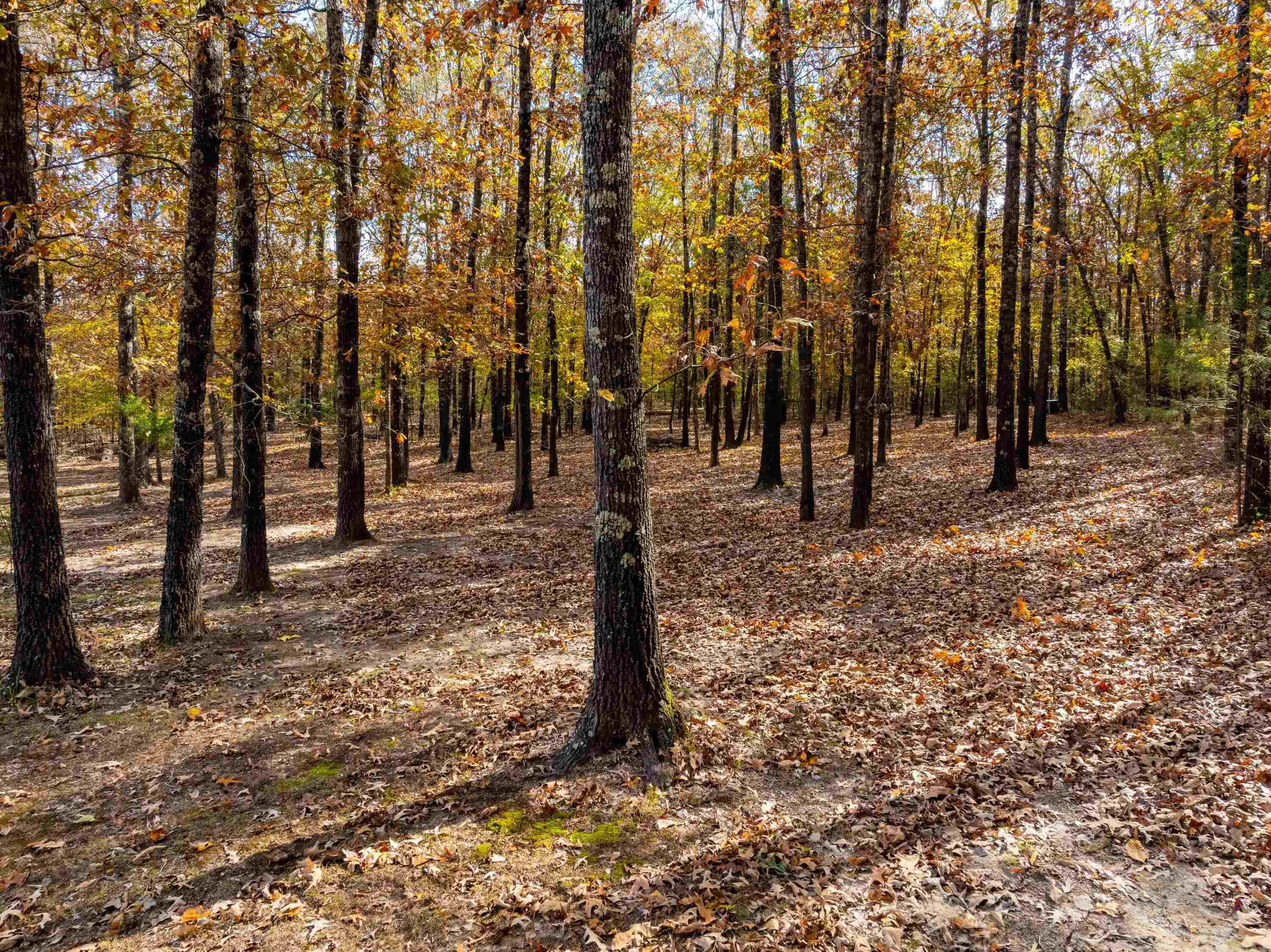 253 Judge Anderson Rd  Smithville, AR