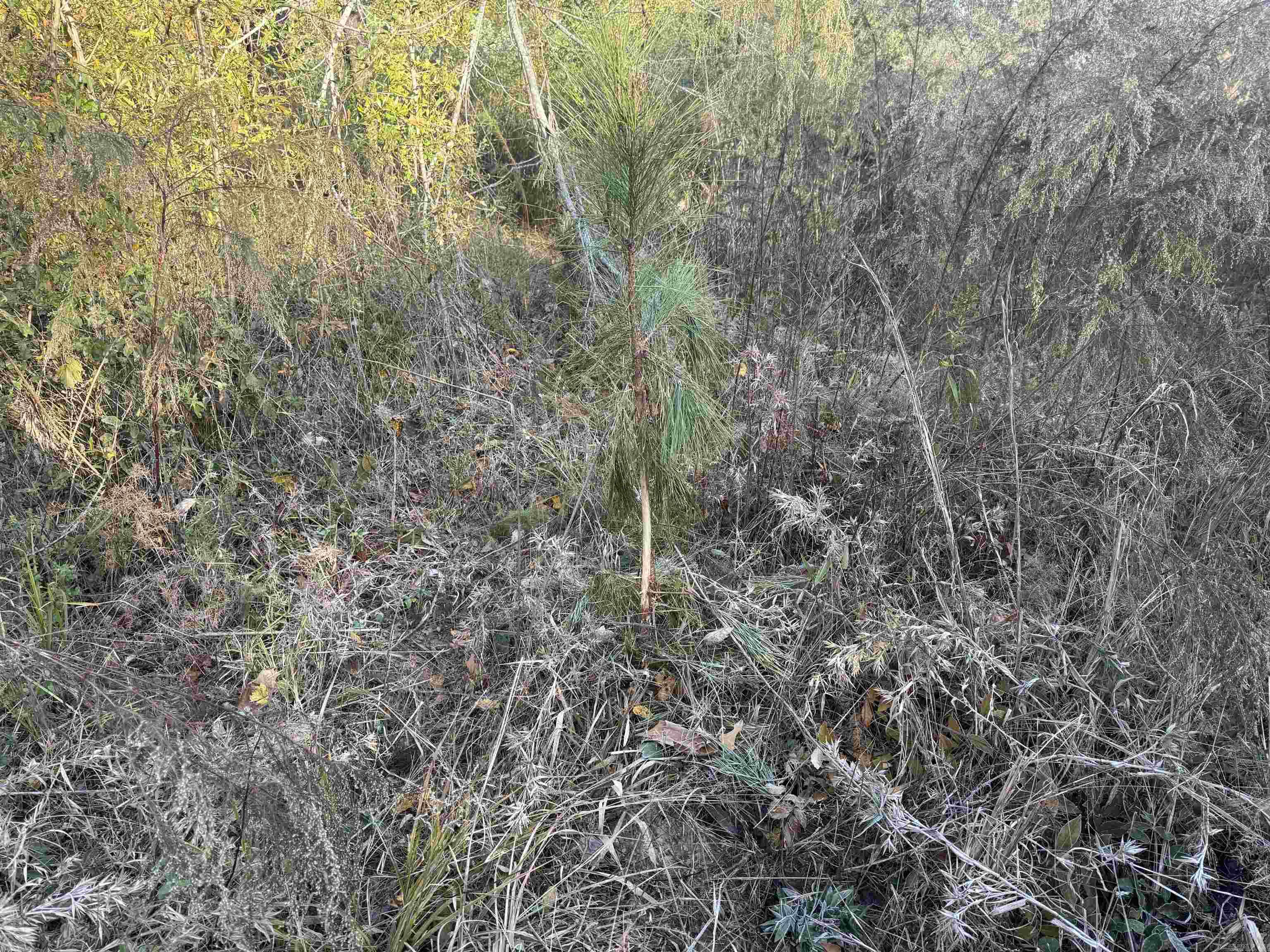 000 Sulpher Springs rd  Pine Bluff, AR