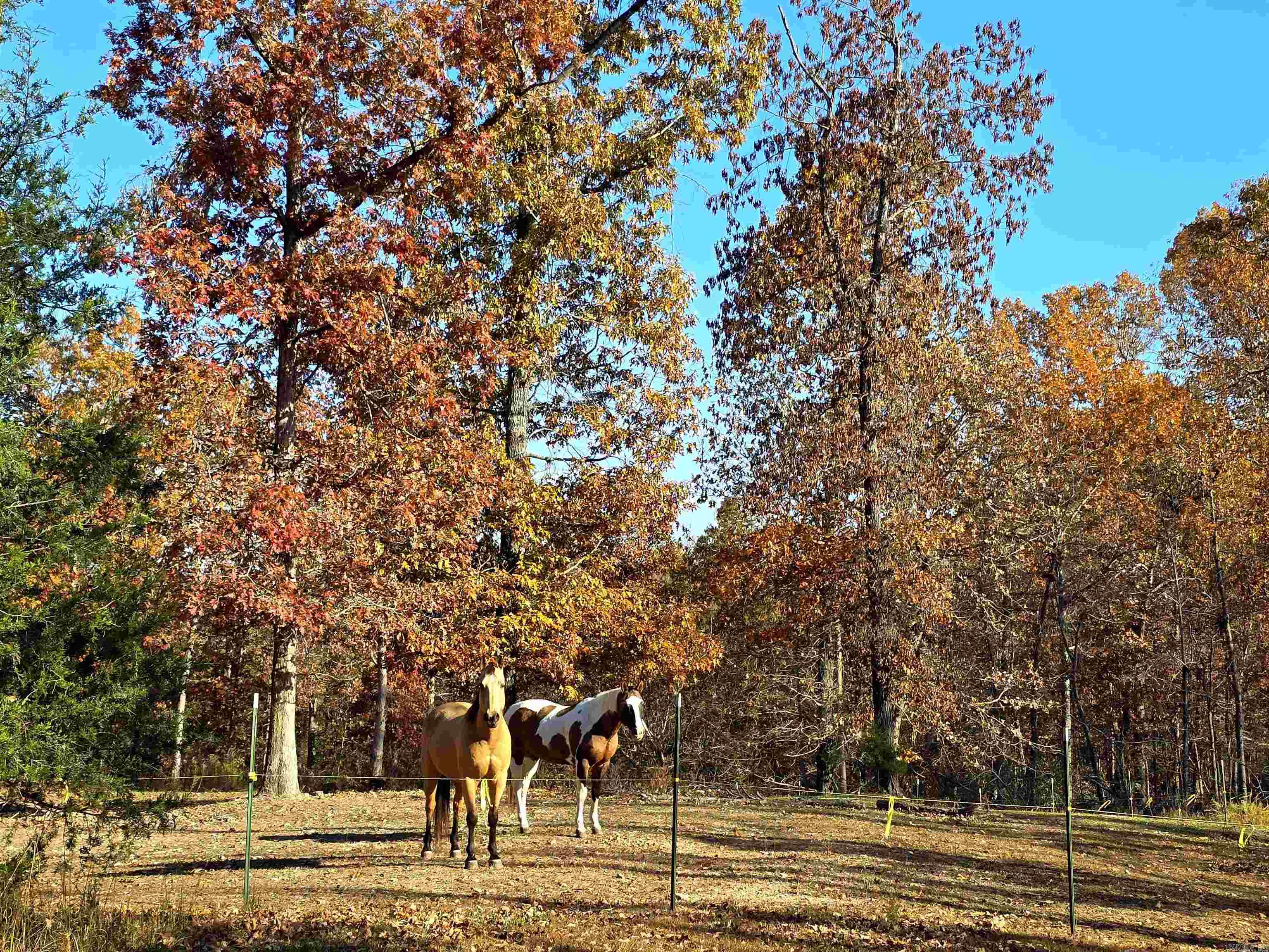 768 CR 153  Elizabeth, AR