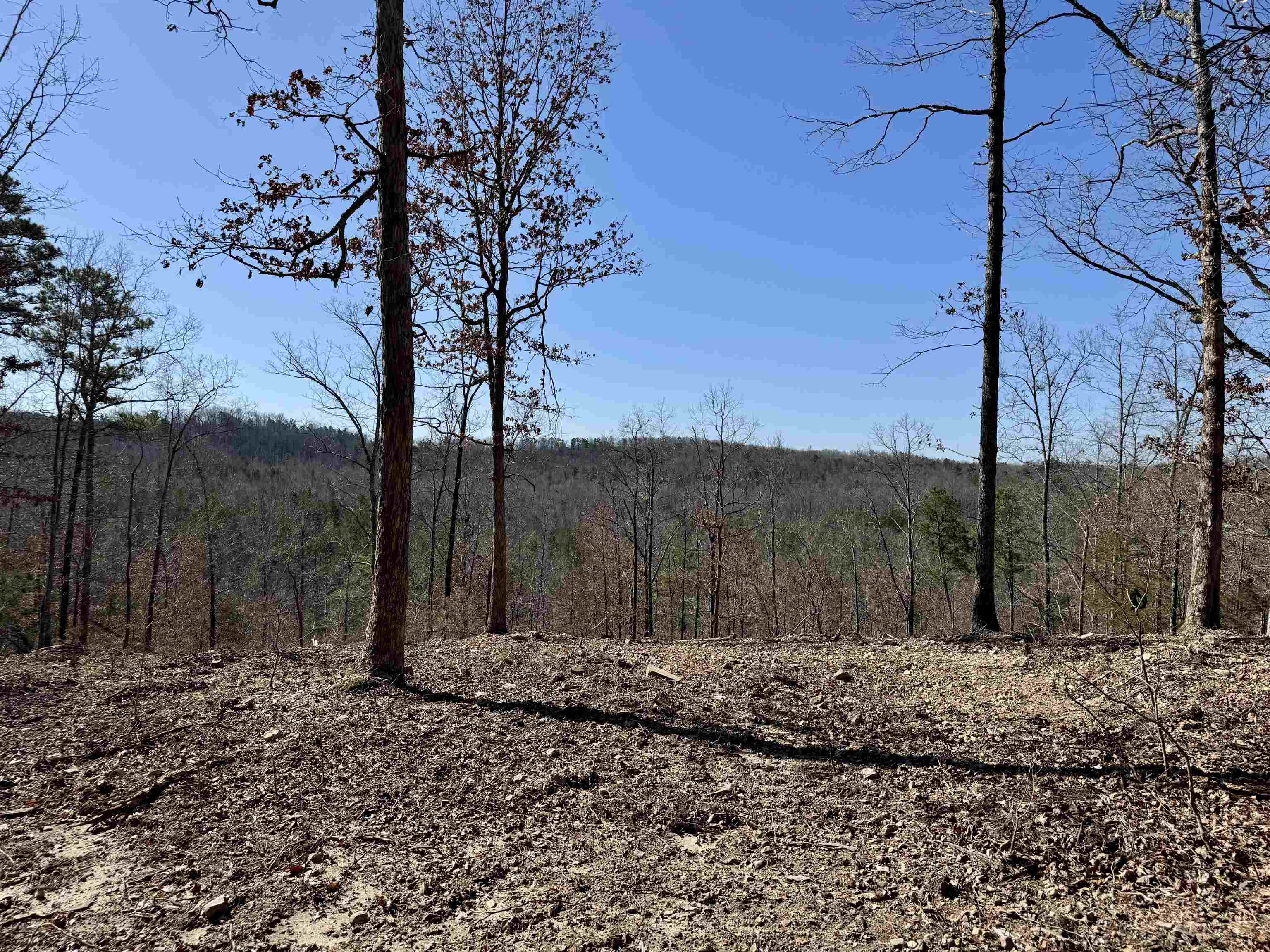 75.33 acres Rose Trail  Melbourne, AR