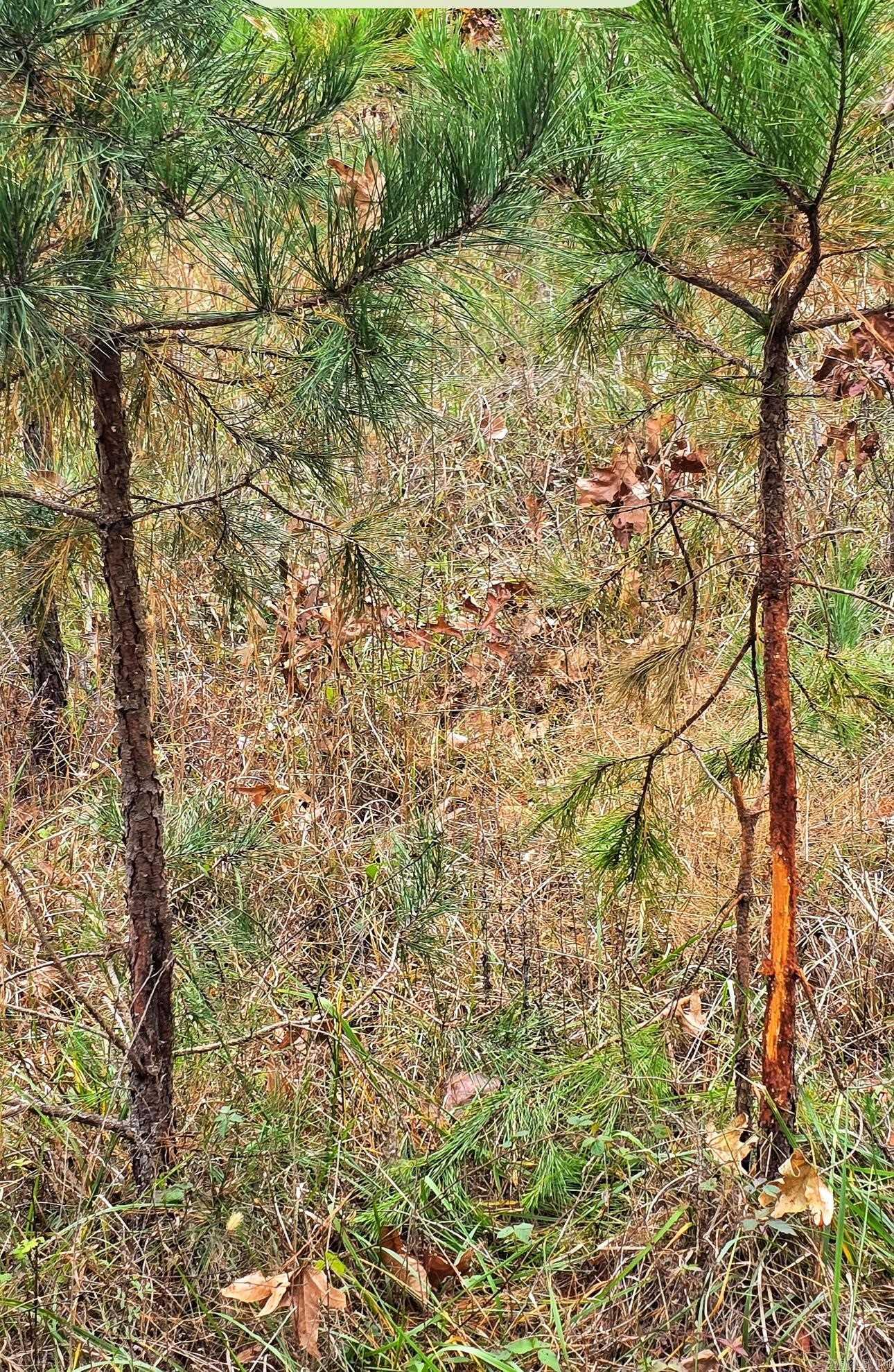 000 Elba Rd  Clinton, AR