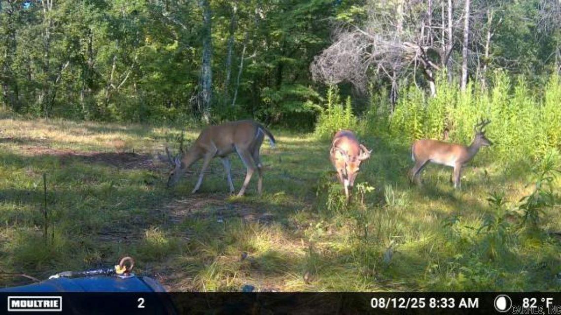 62 Pennington  Glenwood, AR