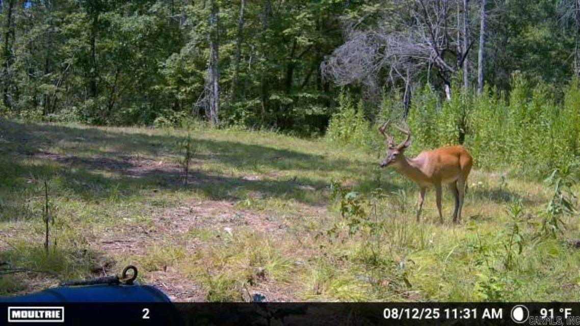 62 Pennington  Glenwood, AR