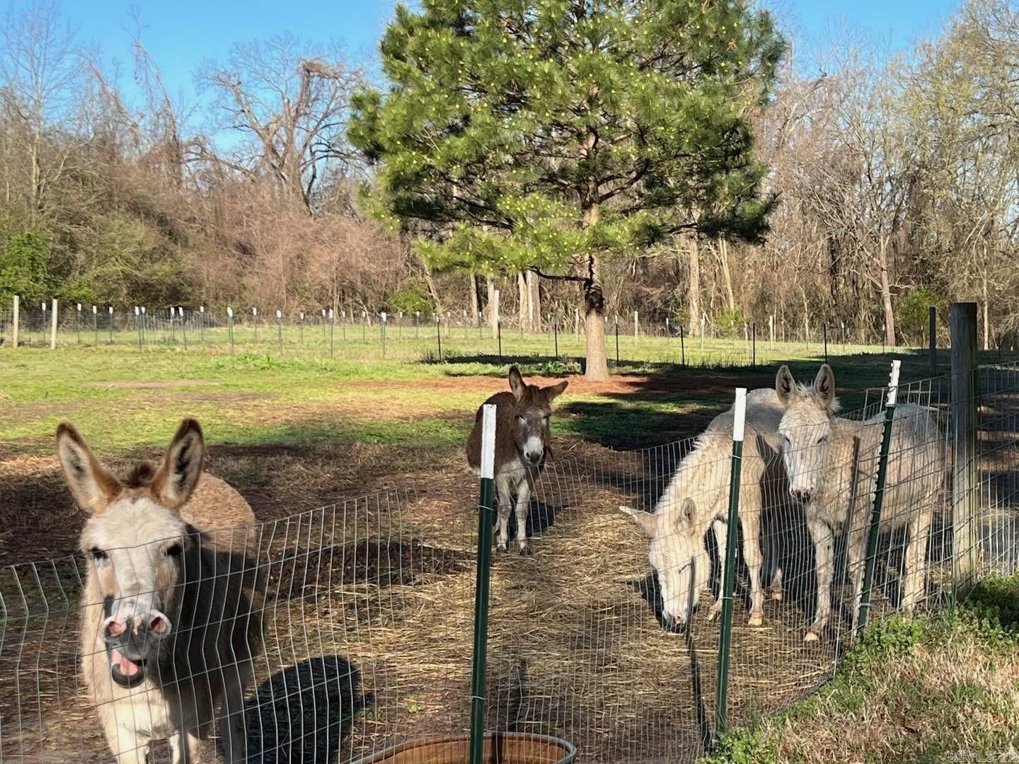 1 Rayell  North Little Rock, AR