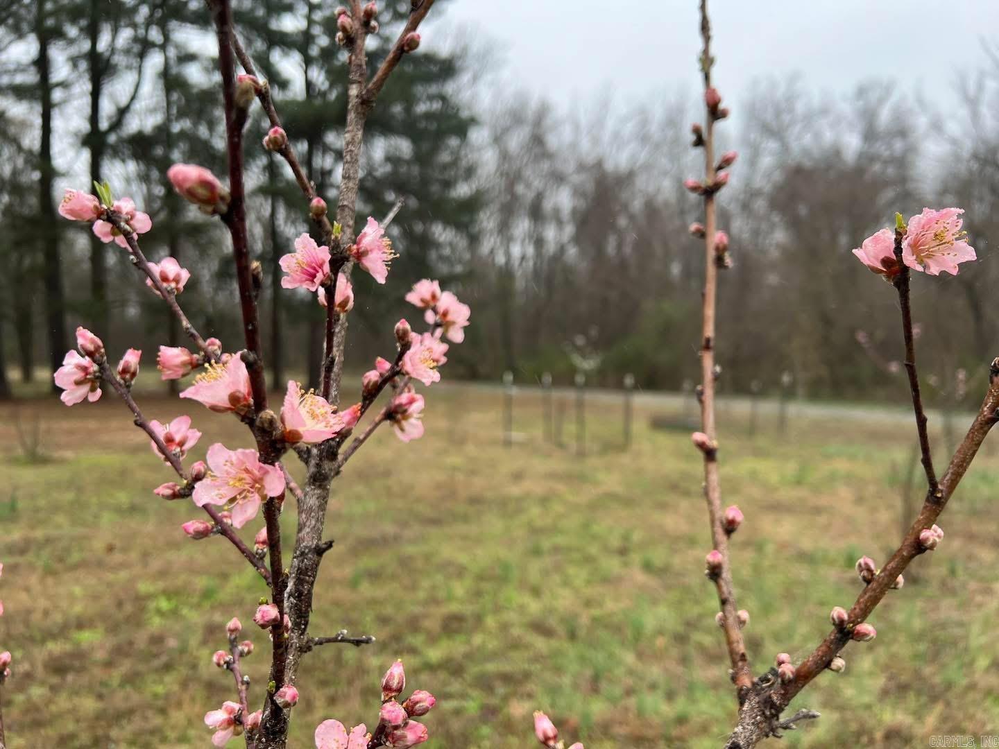 1 Rayell  North Little Rock, AR