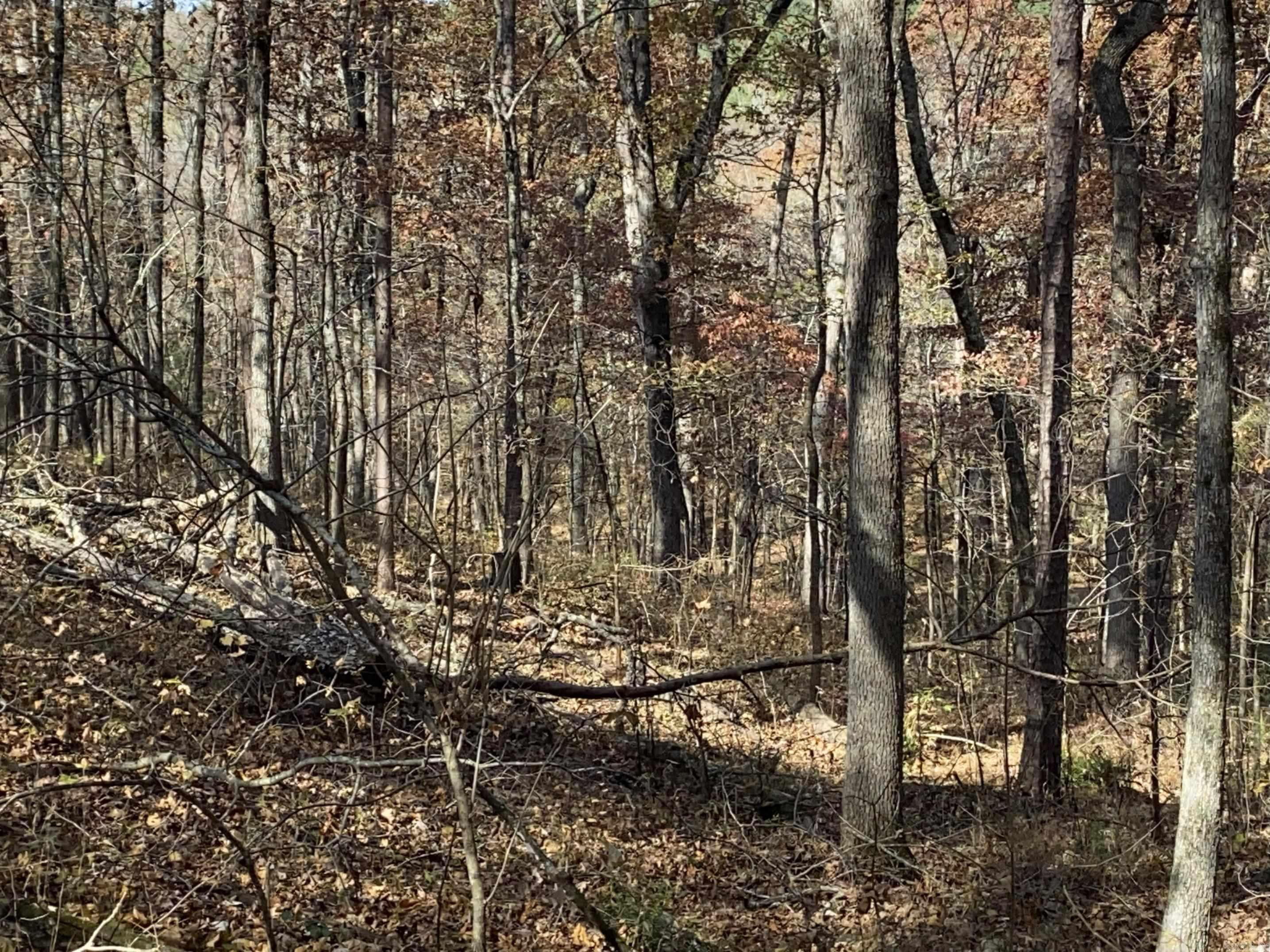 375 Batesville Mountain  Damascus, AR