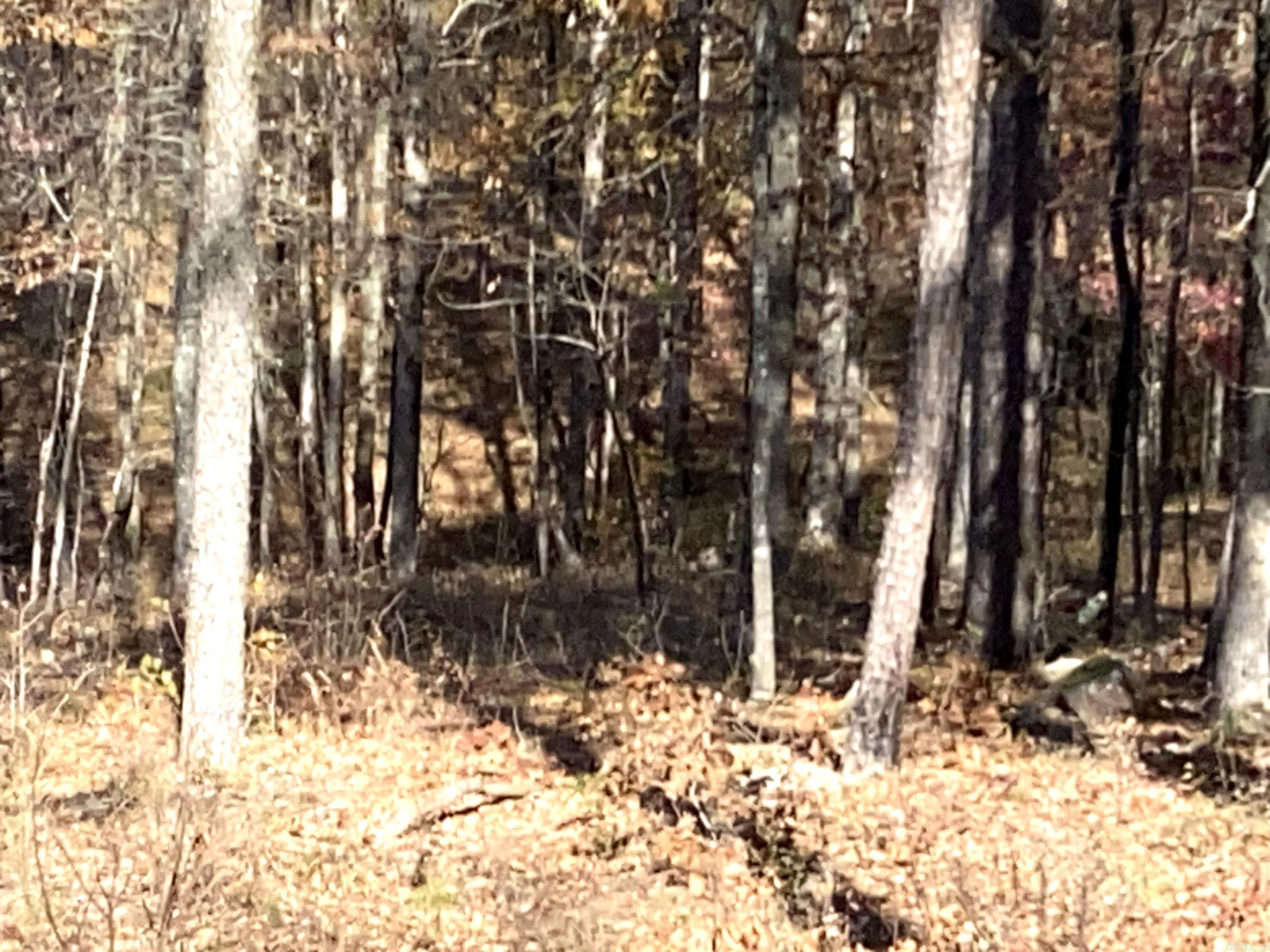 375 Batesville Mountain  Damascus, AR