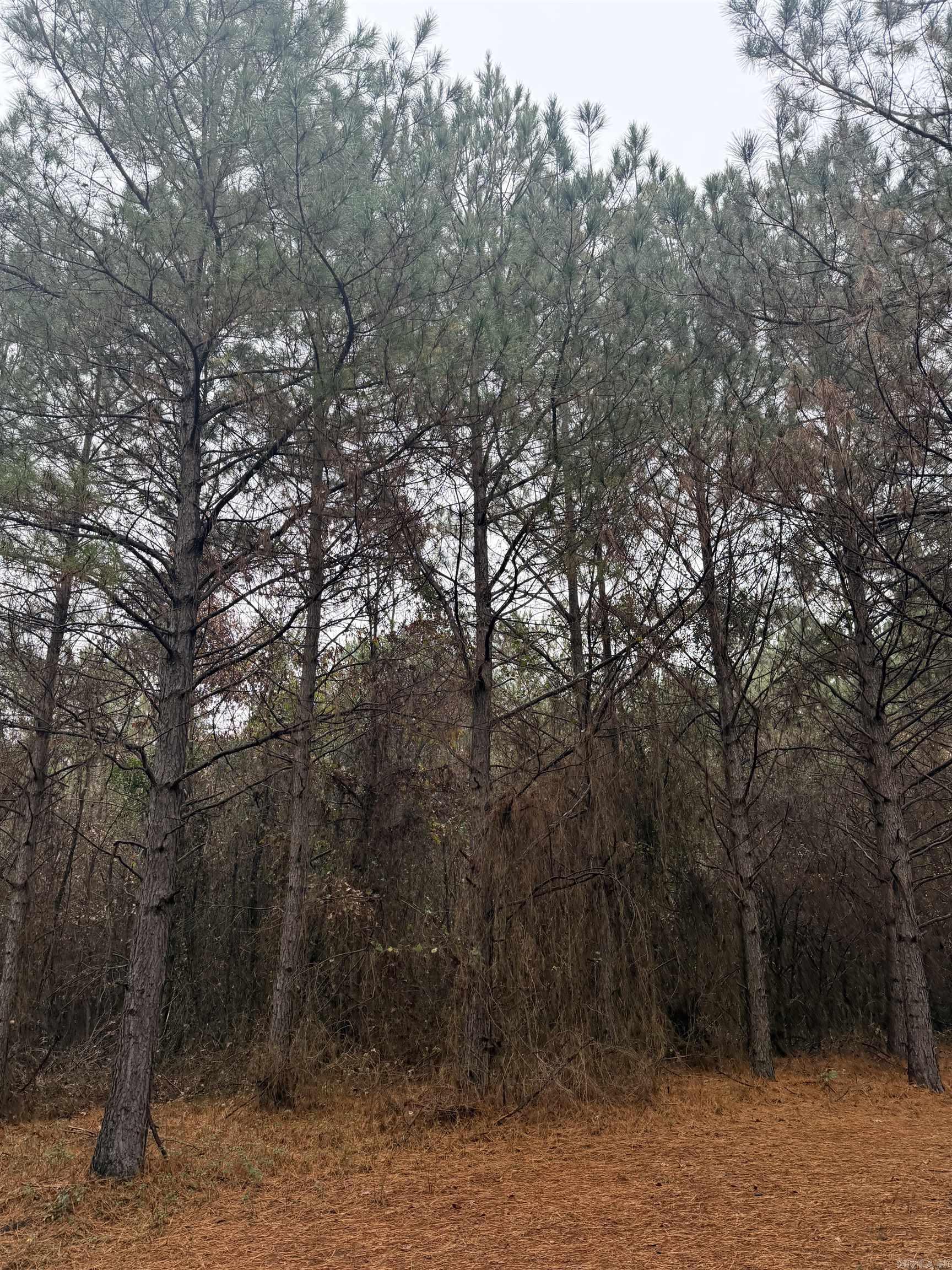 TBD Loan Oak  Lockesburg, AR