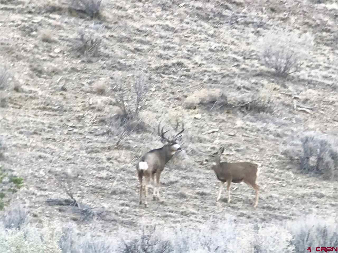 Colorado Land for Sale with Mineral Rights