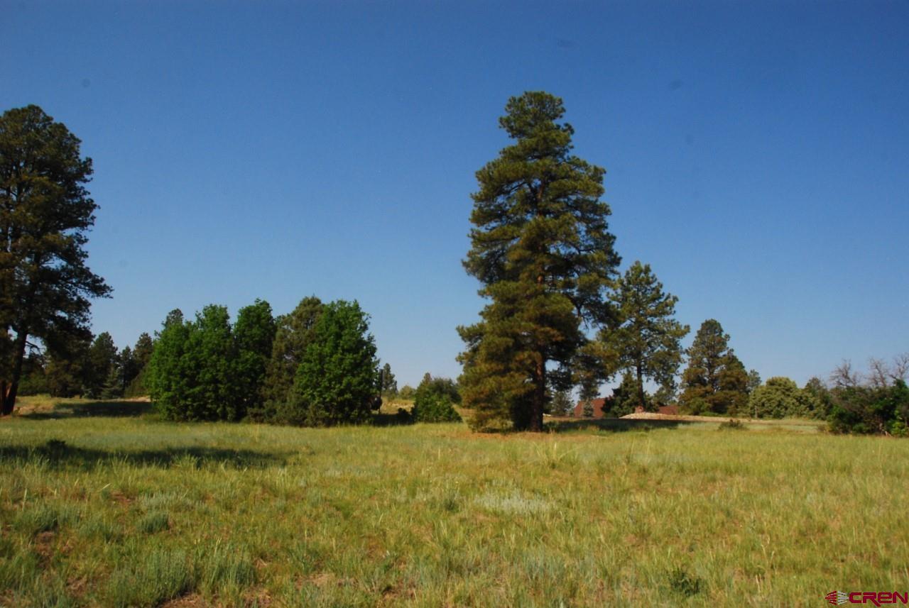 294 Bristlecone Drive