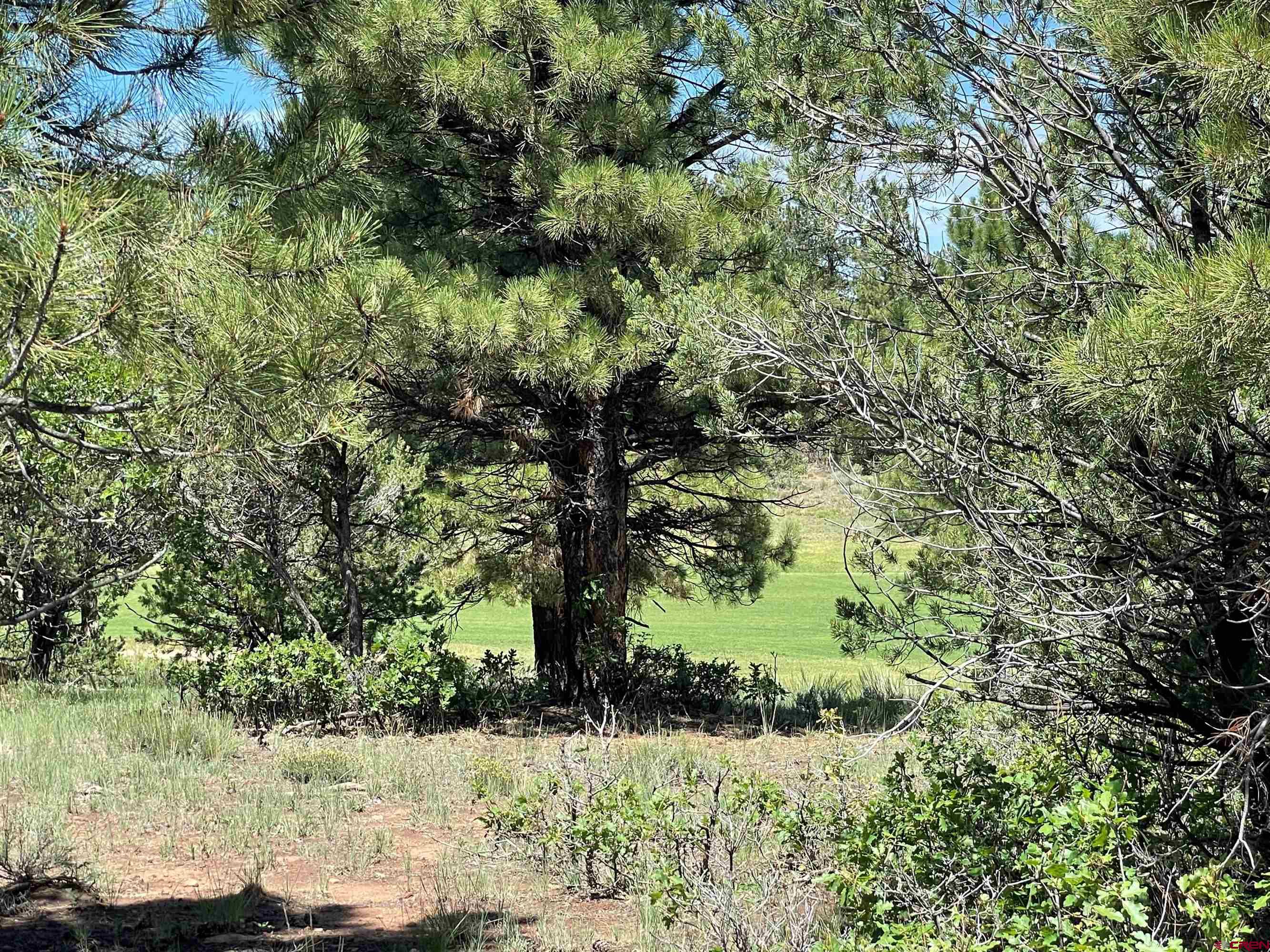 Beautifully treed lot bordering the fairway of the 8th hole on a quiet cul de sac. Mountain views with 2 story home. Ponderosa pines tower over this easy build lot.  Play unlimited golf for no yearly fee (22 years remain on the membership) with are rare Lifetime Membership. LIFETIME MEMBERSHIPS are no longer offered.   Golf in the summer and cross country ski or snowshoe right outside your door in the winter. With Ridgway and Ridgway State Park only 7 miles away, Ouray 17 miles and Telluride only 35 miles you have the splendor and beauty of the Western slope and its wide array or outdoor recreation; hiking, mountain climbing, ice climbing, biking, fishing, skiing