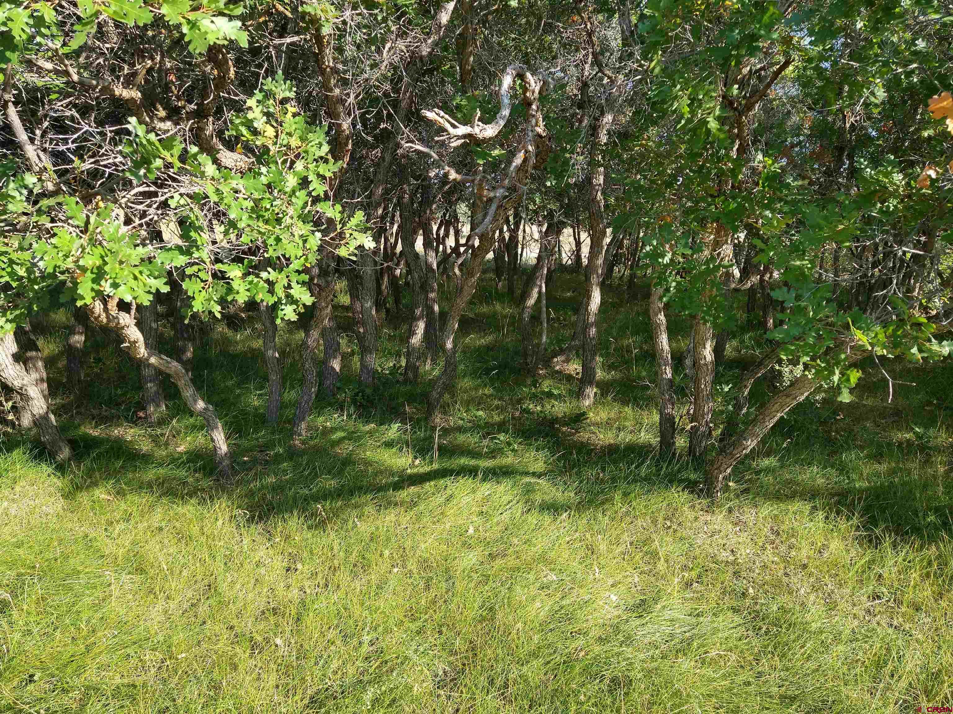 Photo of Lot 18 Beef Trail Rd in Norwood, CO