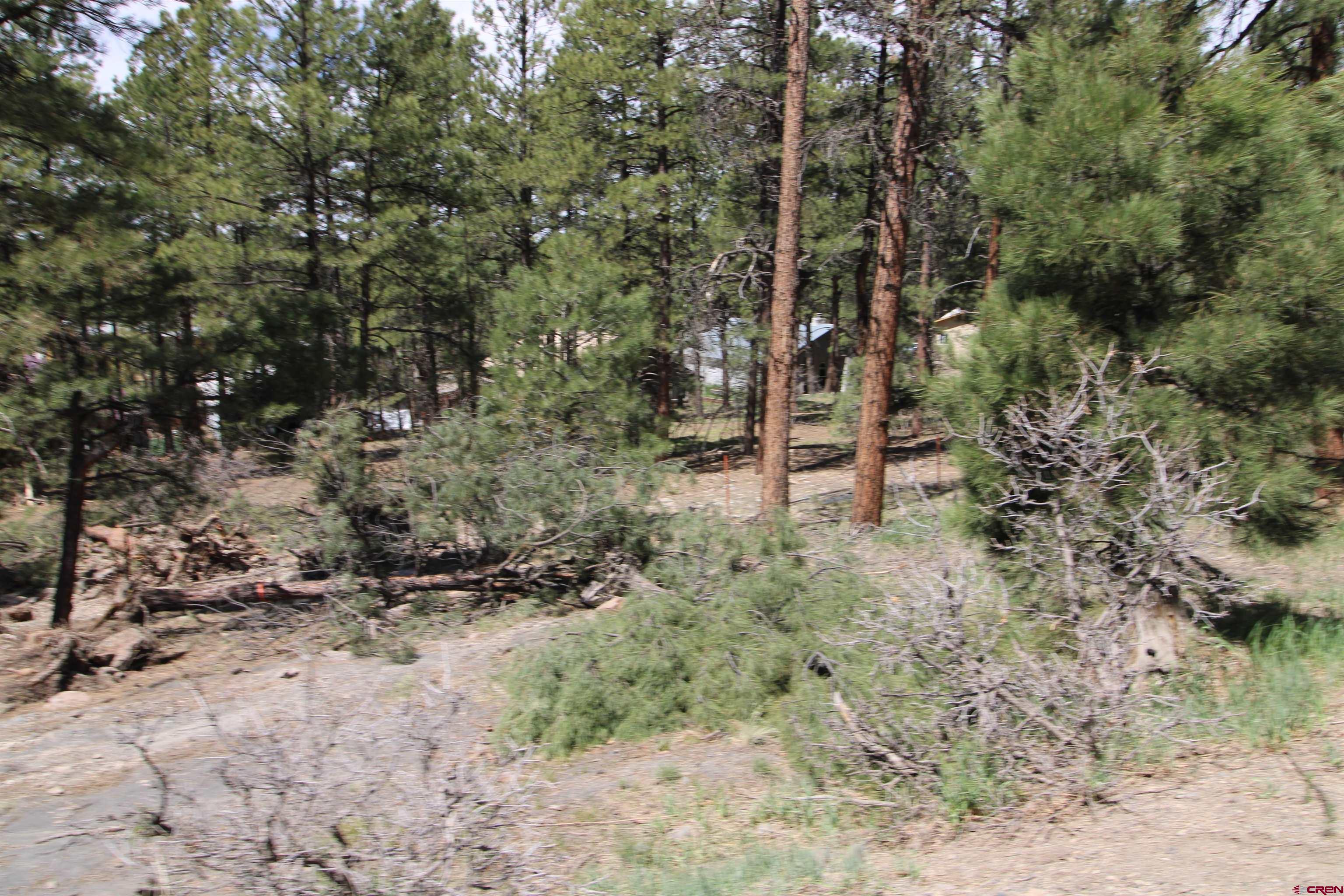 2116 County Rd. 600, Pagosa Springs, CO 81147 Listing Photo  3