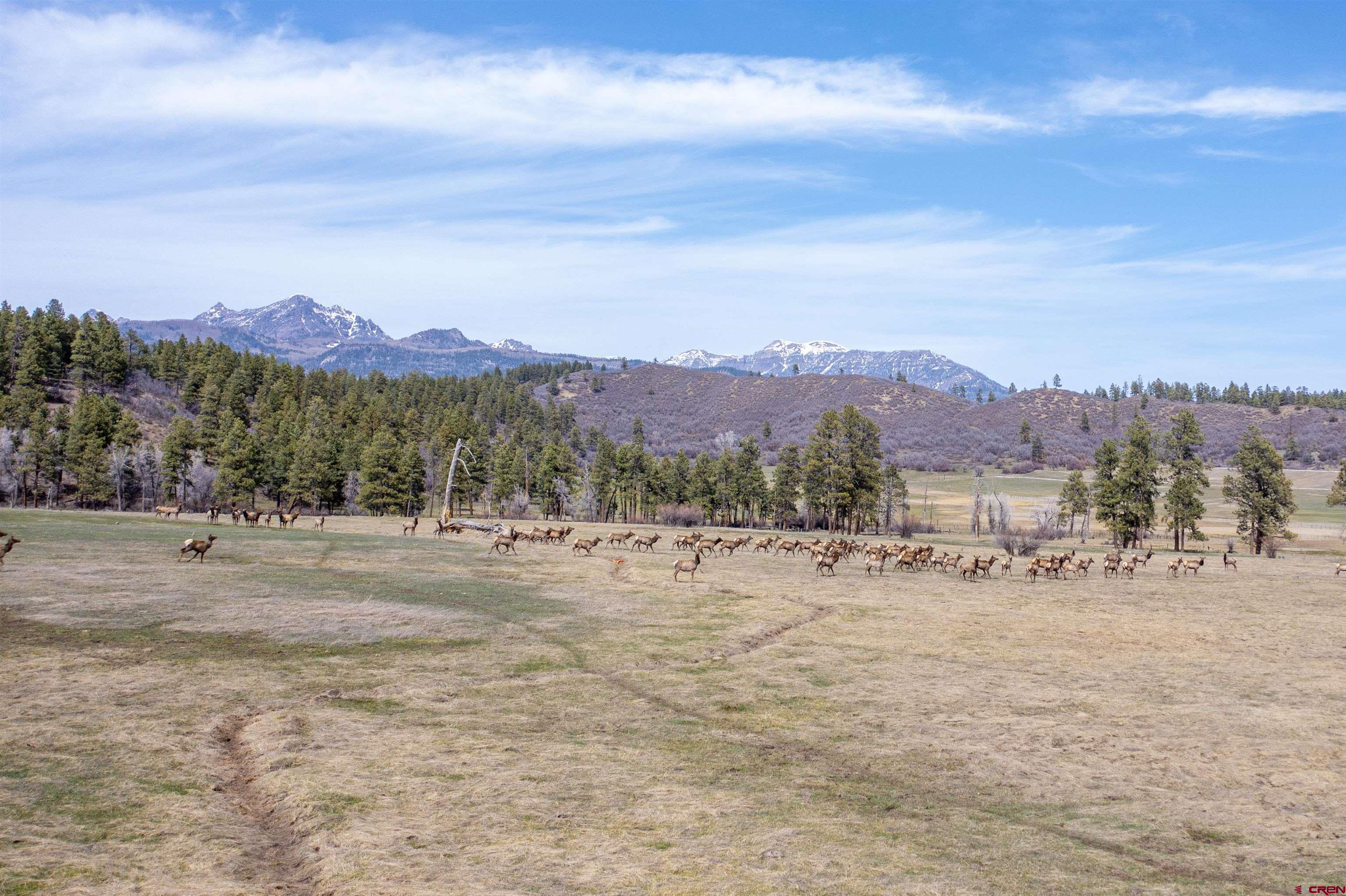 942 Hidden Valley Drive, Pagosa Springs, CO 81147 Listing Photo  3