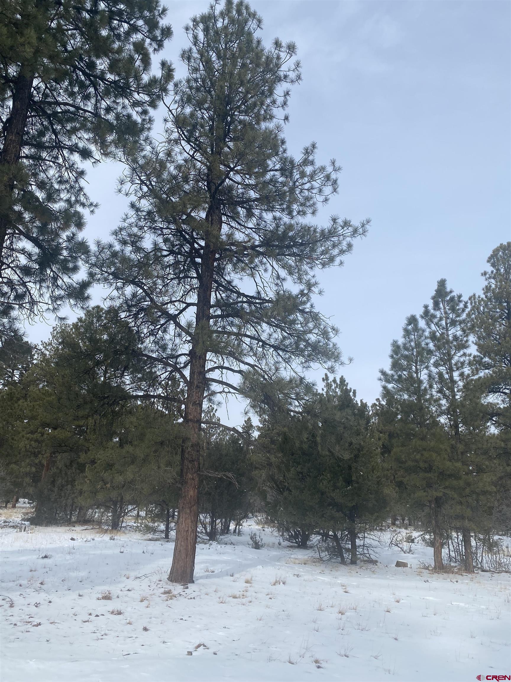 Wonderful lot in Divide Ranch and Club. Lot is on the exterior portion of the subdivision so you don't have to worry about flying golf balls hitting your windows from the fairway but still enjoy the amenities of this great community. And this great location is close to the club house too.  Pretty Ponderosa Pine trees abound and you will love the deer that wander through.  Level lot just waiting for your dream home! Water tap is PAID, and all utilities are at the lot line with paved roads throughout the subdivision. Private and peaceful yet just 10 minutes to the Town of Ridgway, 30 Minutes to Montrose with the recently improved Regional Airport and 45 minutes to world class skiing in Telluride. Come realize your dream of owning property and building a home in Southwestern Colorado!