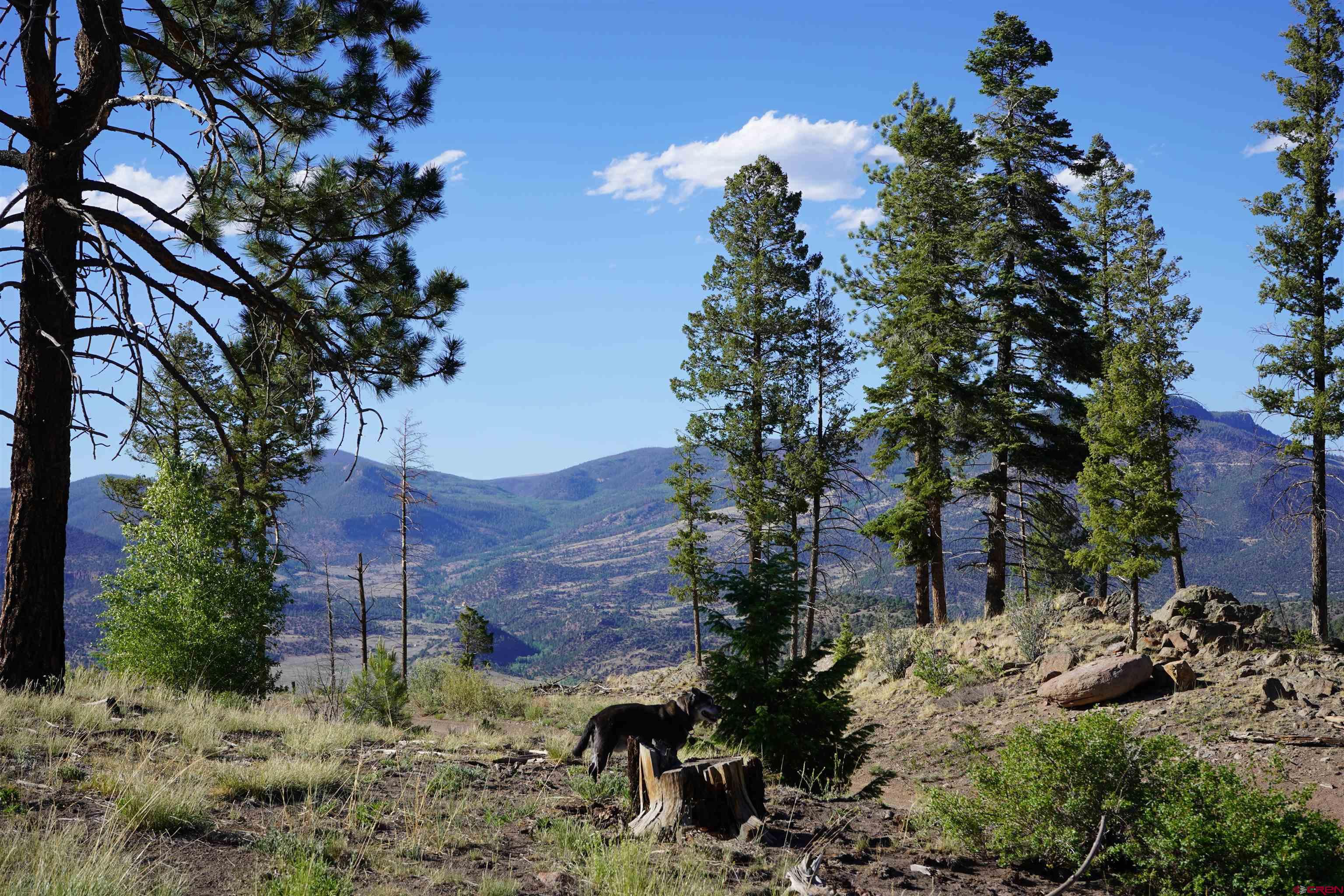 0852 Forest Cir., South Fork, CO 81154