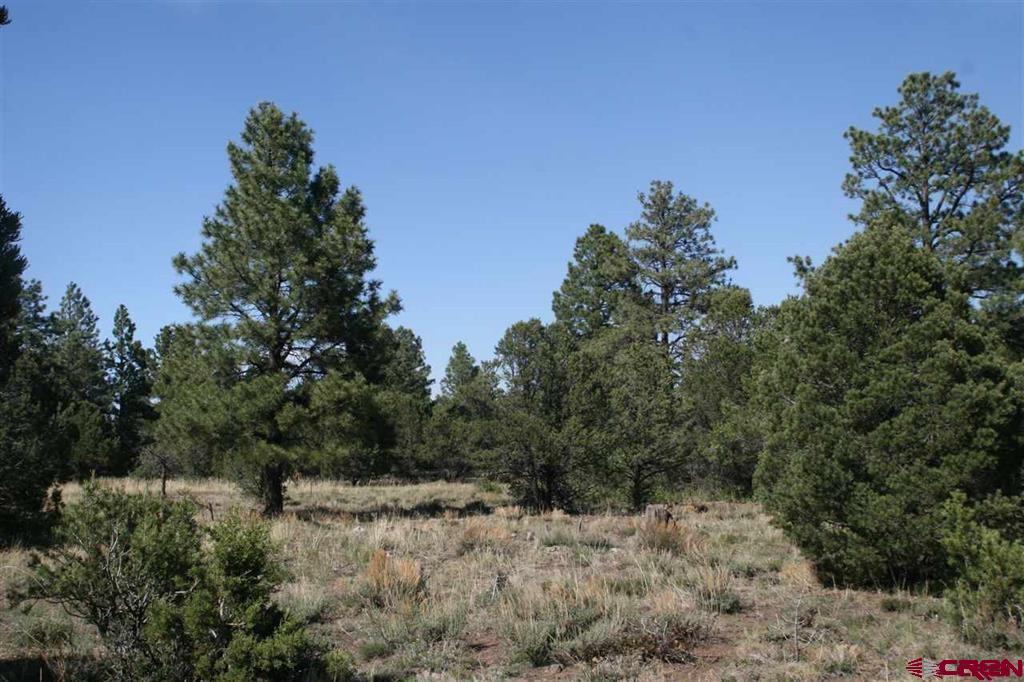 Level lot nestled in large Ponderosa's!  Lot borders Hole #10, just north of the fairway and very close to the club house.  Driveway will be accessed off Marmot. Paid Dallas Creek Water Tap!  All underground utilities to the lot. Founders Golf Membership included.  Build your dream home in the San Juan Mtns!
