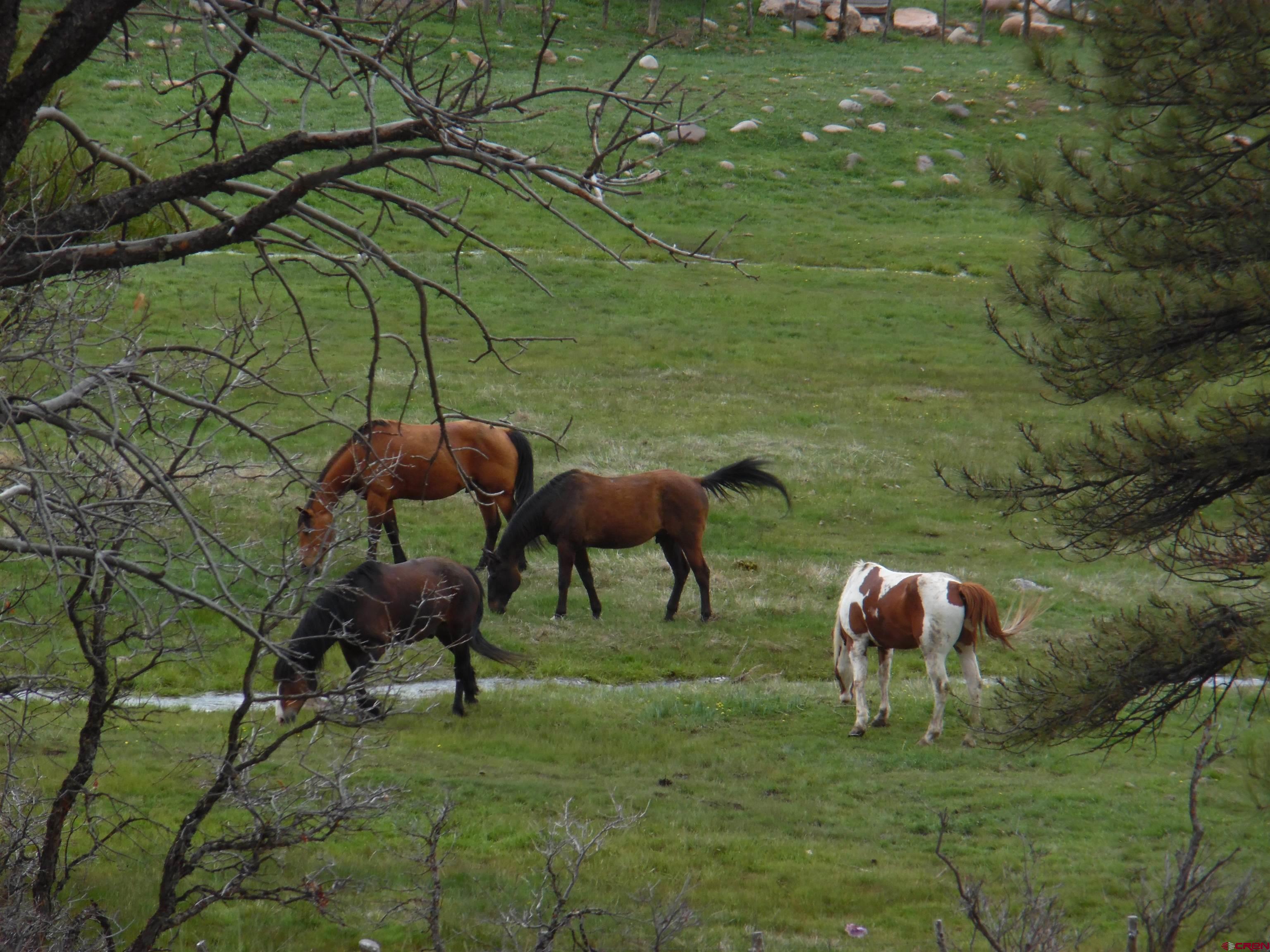 Photo of 6 Laurel Dr in Pagosa Springs, CO