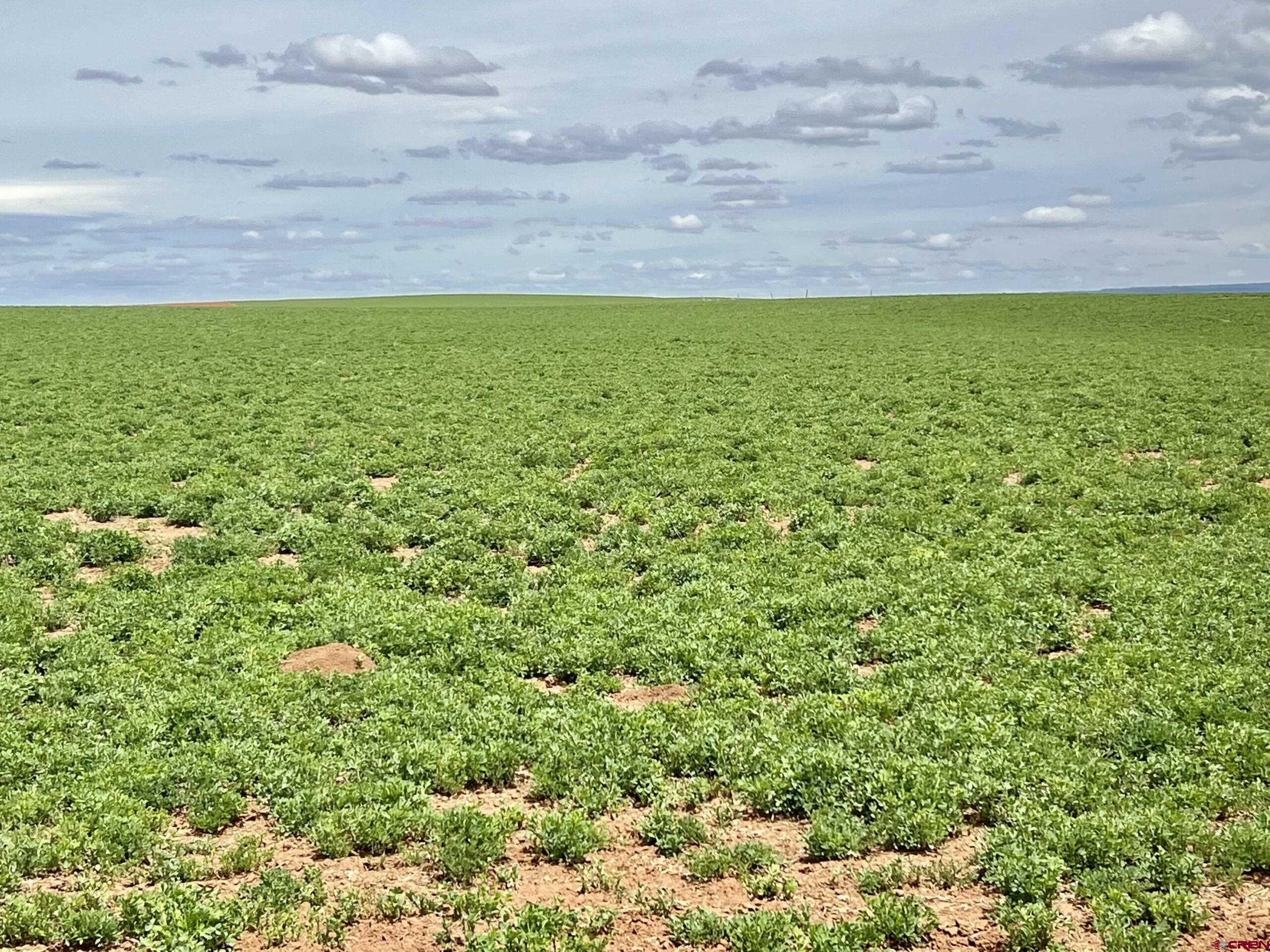 000 Road T Dove Creek CO 81324 Active