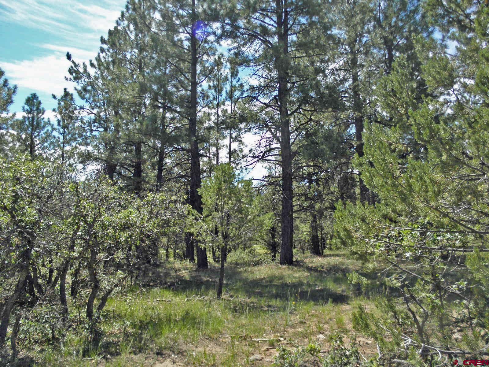 Great fairly level lot with Large Mature Ponderosa Pines, with nice views of Sneffels from a 2nd story house, from the back of the lot you can see the 16th fairway, the 16th tee box, the lake and the Cimarron Mts.  Just a short walk to the club house, driving range and mail boxes.  Quick and easy access to Montrose, the Great Montrose Airport with direct flights to several getaway cities.  Less than half hour to Switzerland of America, Ouray Colorado, with the famous hot springs pool and the starting point for several hiking trails and jeep roads.  Lets not leave out less than 45 minuets from Telluride for world class skiing, festivals. Make sure this lot is on your to see list.