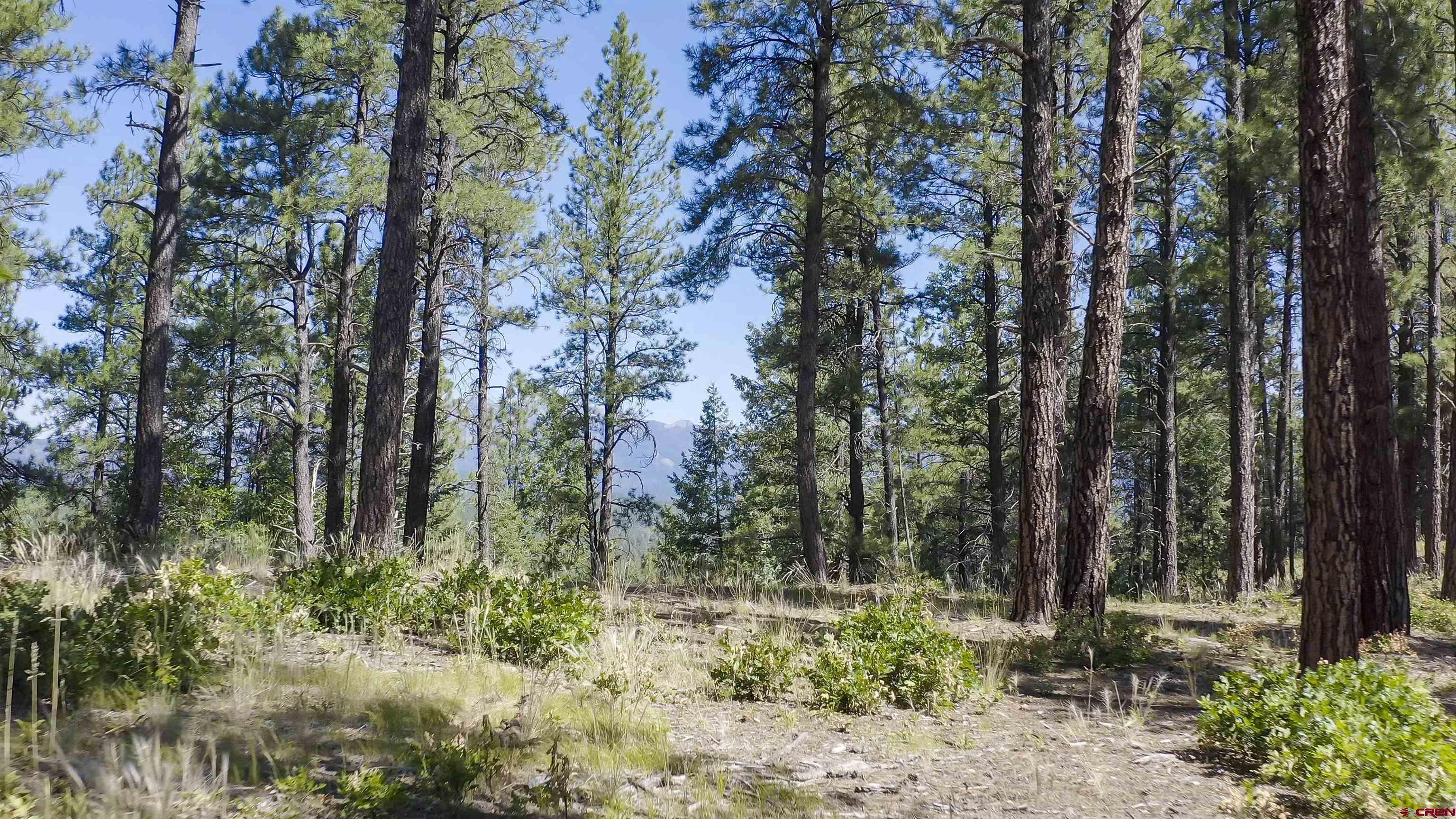 TBD County Road 400, Pagosa Springs, CO 81147 Listing Photo  14