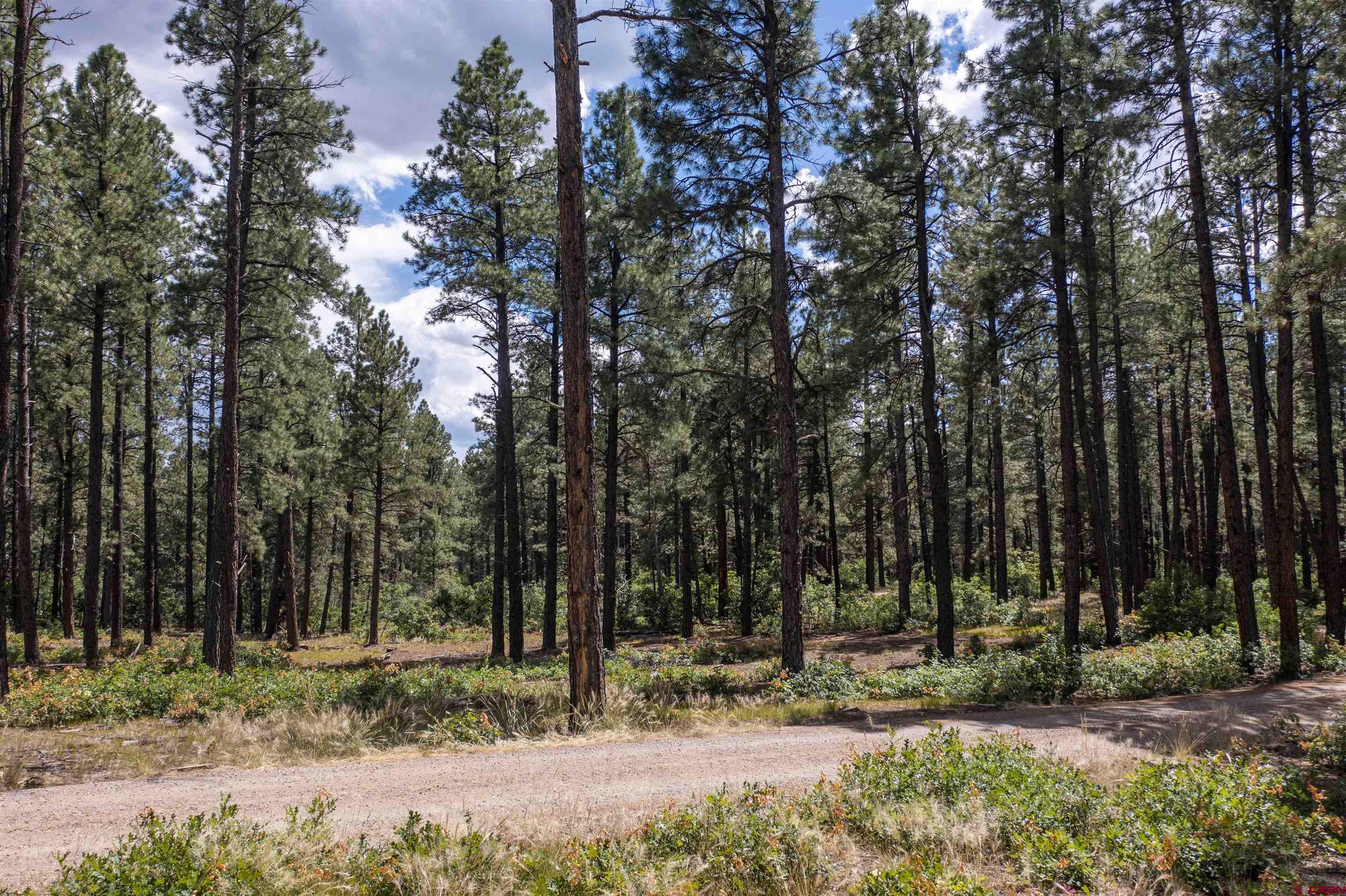 TBD County Road 400, Pagosa Springs, CO 81147 Listing Photo  18