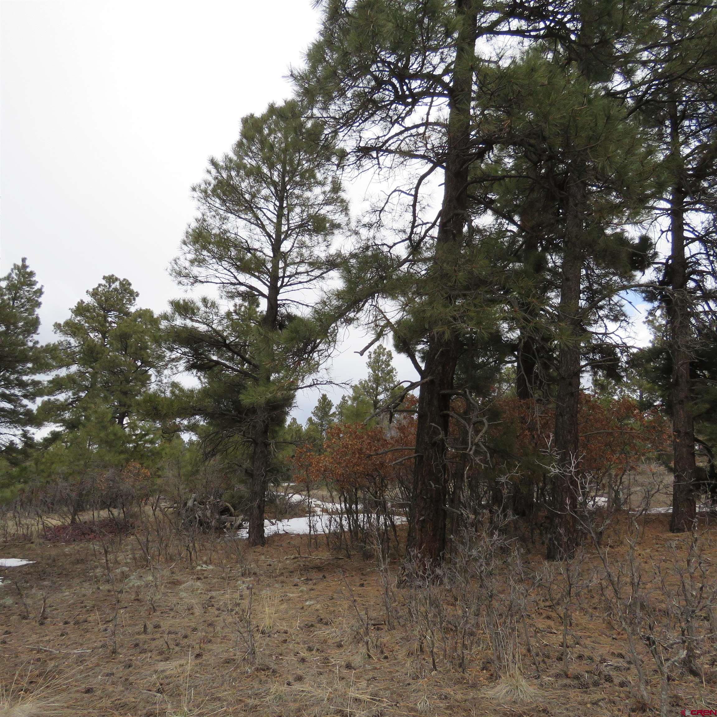 1084 County Rd 600, Pagosa Springs, CO 81147 Listing Photo  2