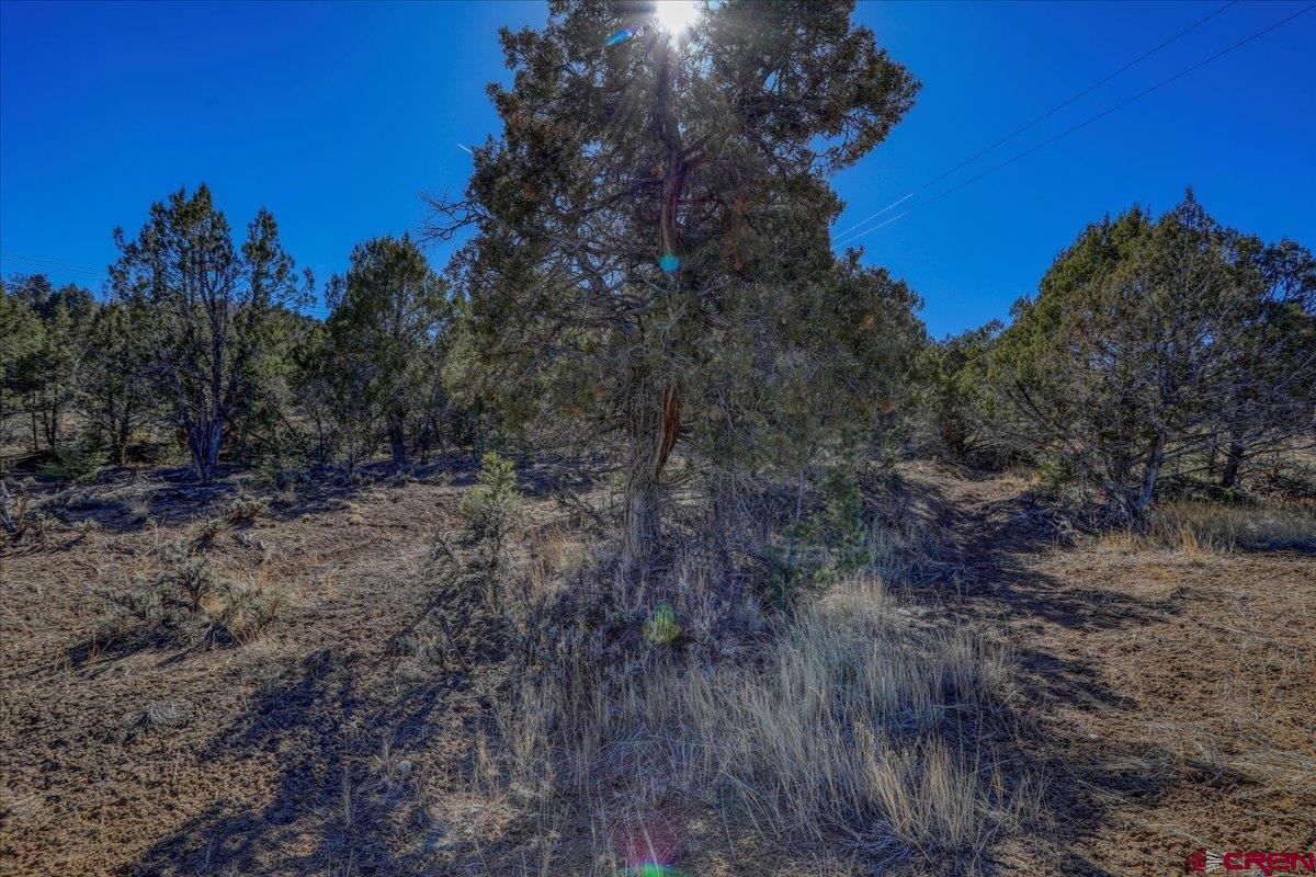 X Pine, Arboles, CO 81121 Listing Photo  10