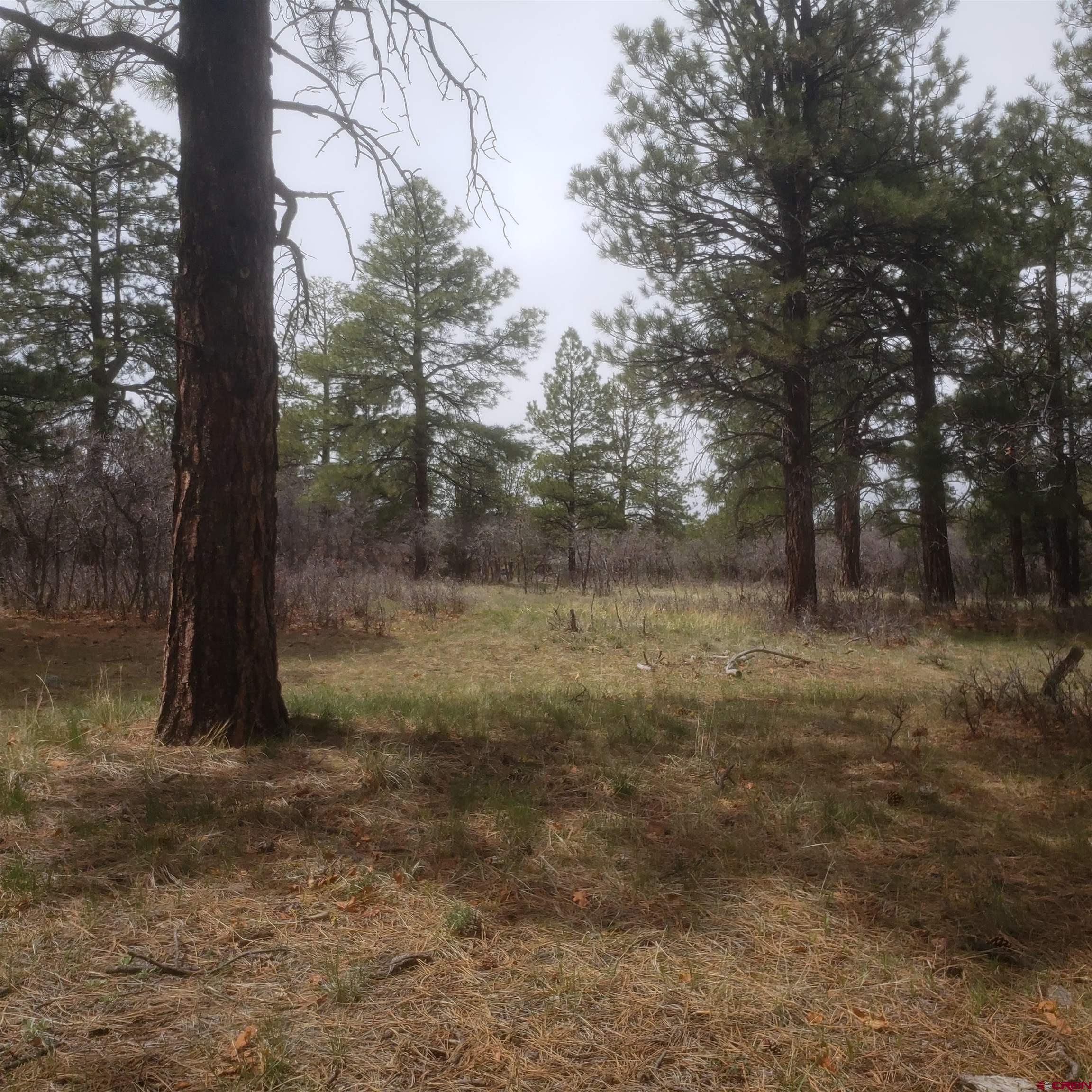 Are you ready to build your Colorado dream home?   Walk out your backdoor and an enjoy the beauty of the Divide Ranch and Club Golf Course.  Level terrain for ease of construction.   All utilities including fiberoptics internet to the lot line.  Mature growth Ponderosa pines.   Buyer to pay golf course membership transfer fee of $3,000 at closing. 15 minutes to the Town of Ridgway,  25 minutes to Montrose, and 45 minutes to Telluride.