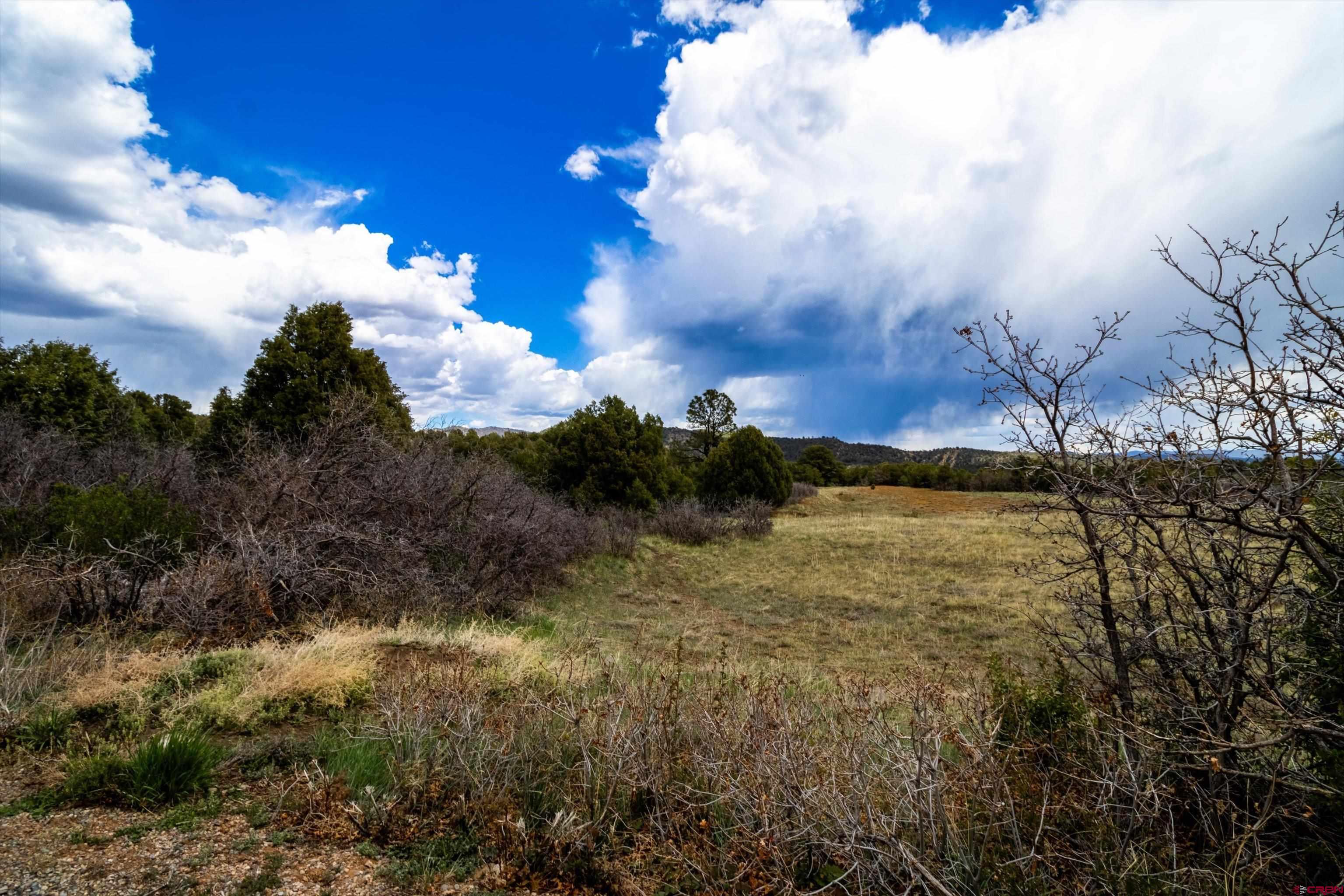 TBD Wild Turkey Canyon