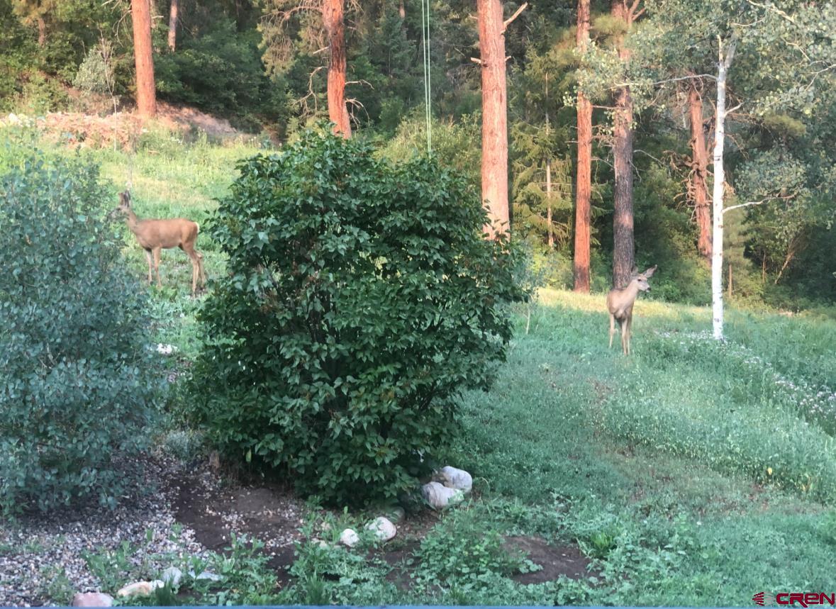 2237 Bear Creek Canyon Road