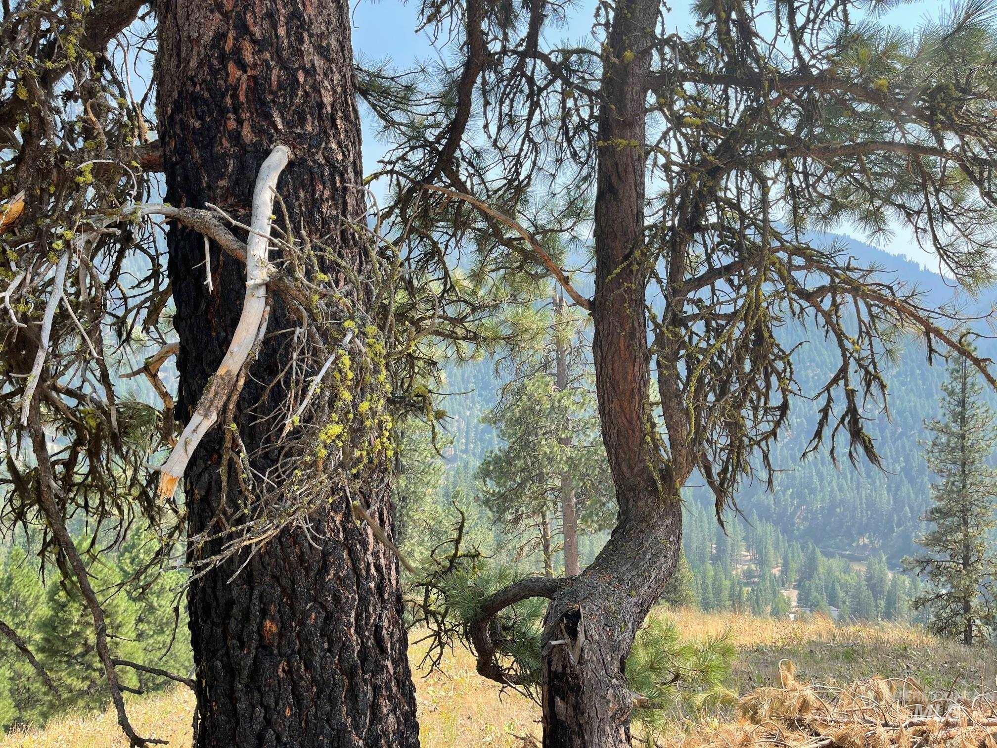 TBD Eddy Creek Road Lot 1, Garden Valley, Idaho 83622, Land For Sale, Price $395,000, 98816356