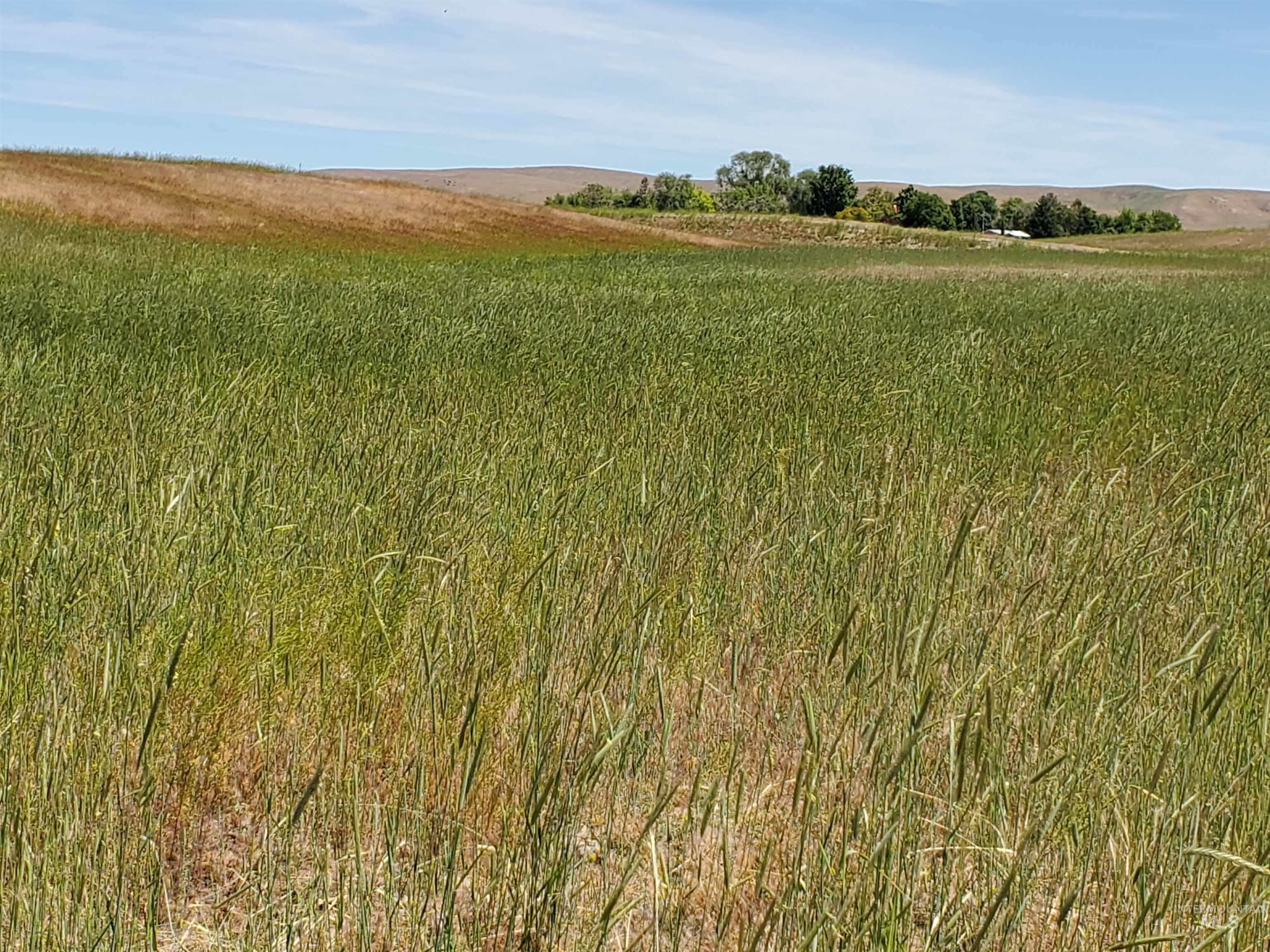 0 Scotch Pines, Payette, Idaho 83661-0000, Land For Sale, Price $895,000, 98842635