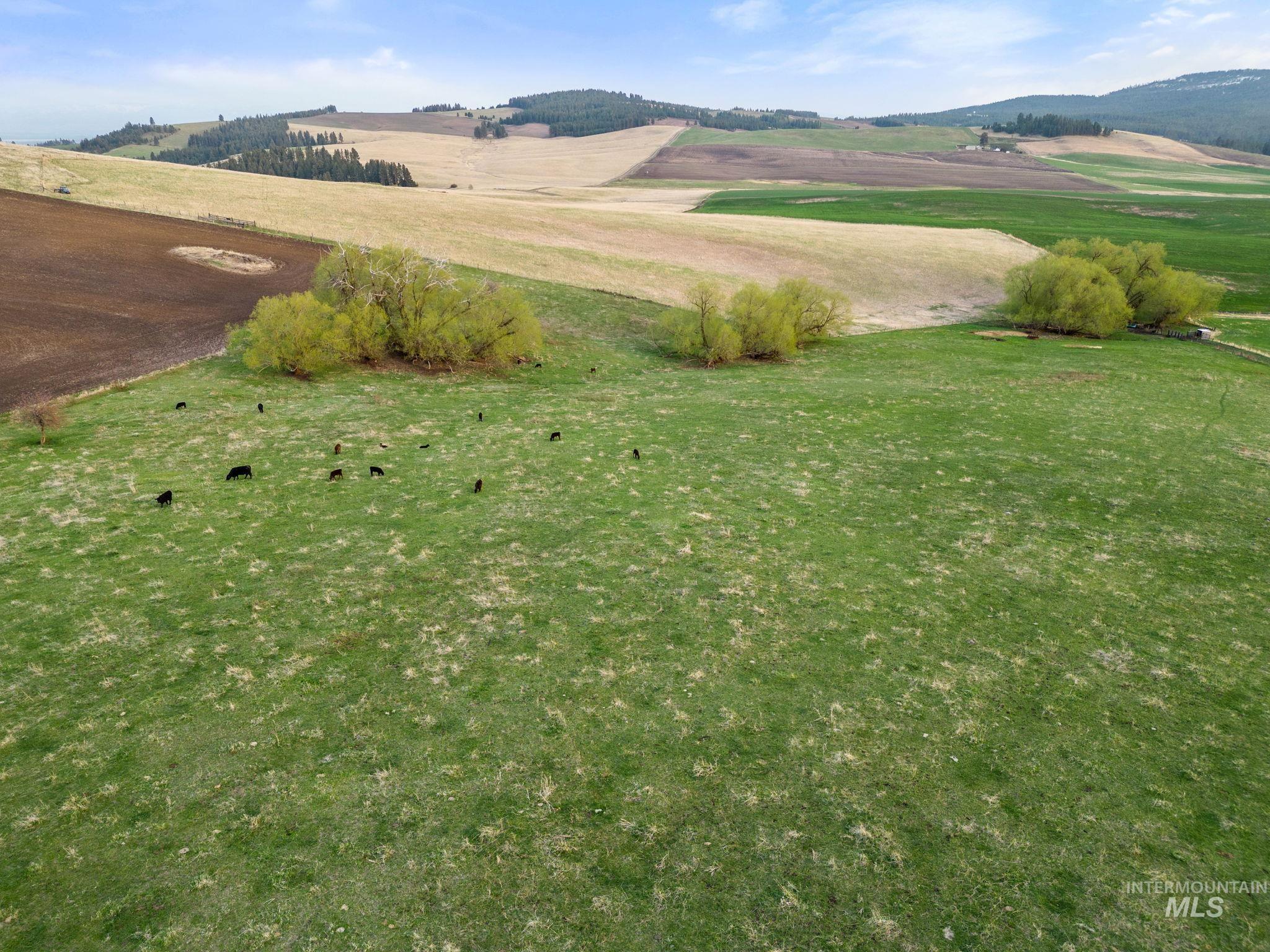 TBD Reservation Line Rd, CottonWood, Idaho 83522, Farm & Ranch For Sale, Price $1,247,876, 98876583