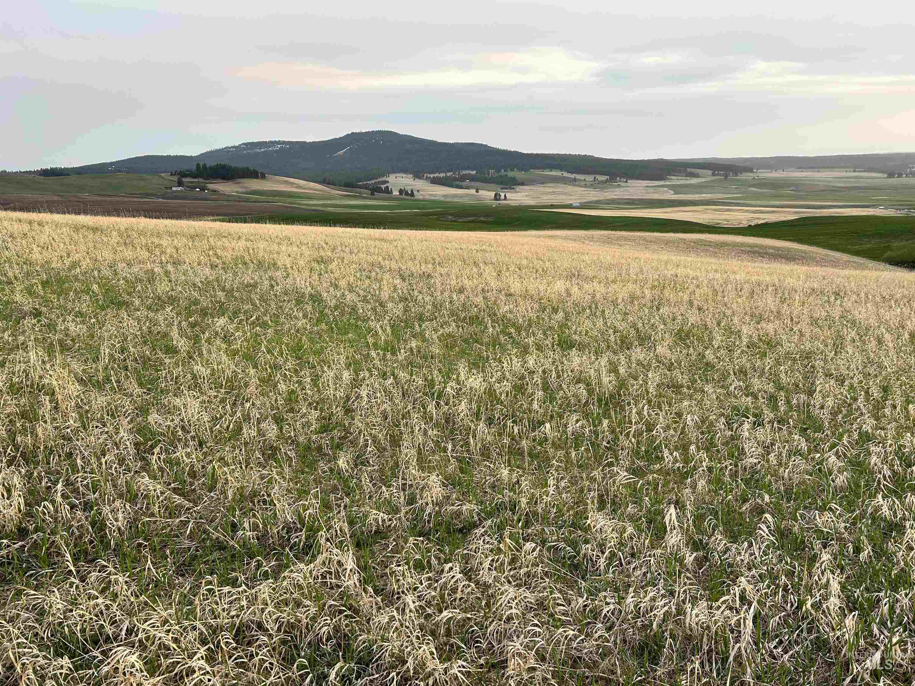 TBD Cummins RD, CottonWood, Idaho 83522, Land For Sale, Price $415,000, 98876610