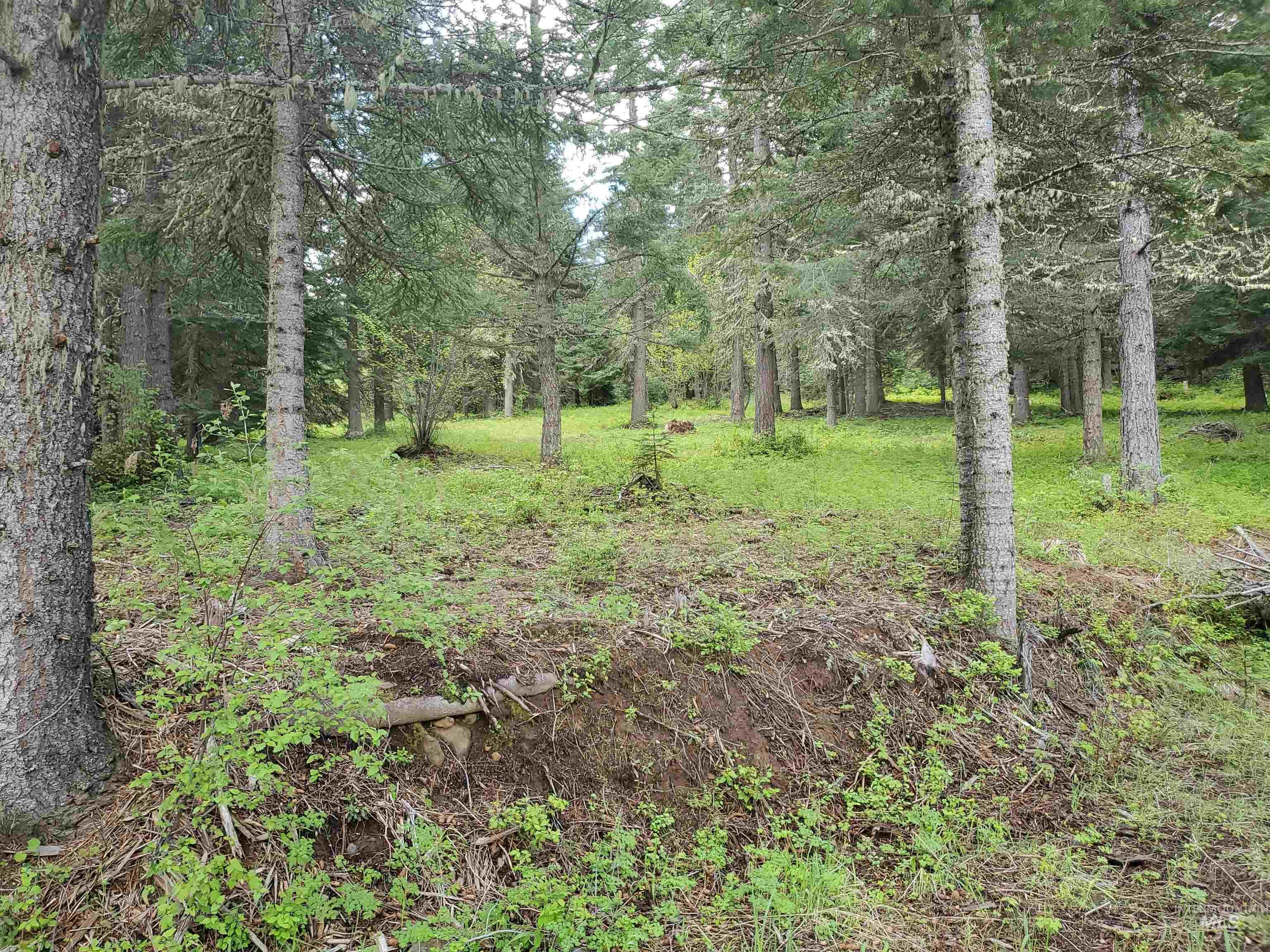 TBD OFF GRANGEVILLE SALMON RD, Grangeville, Idaho 83530, Land For Sale, Price $225,000, 98877950