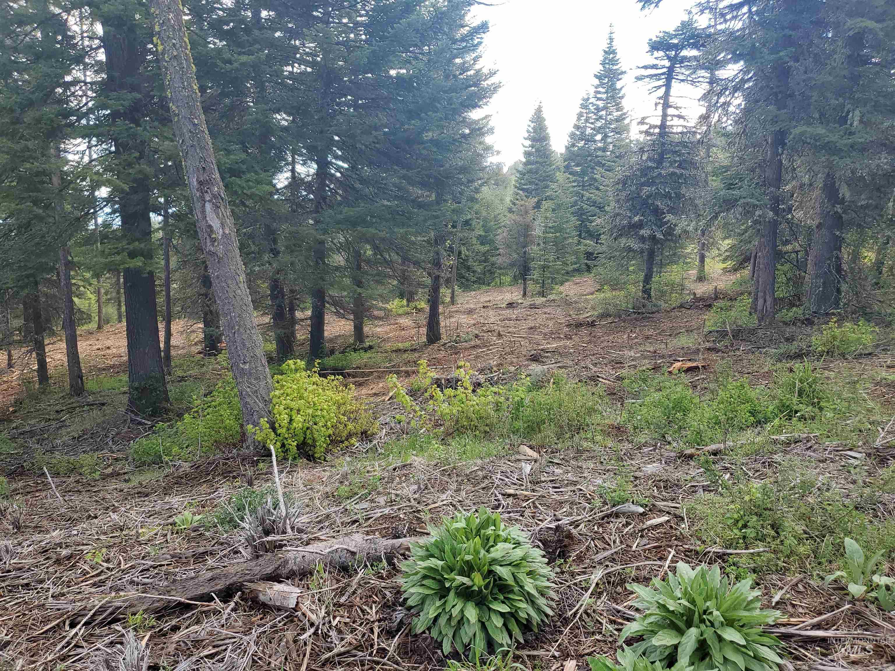 TBD OFF GRANGEVILLE SALMON RD, Grangeville, Idaho 83530, Land For Sale, Price $225,000, 98877950