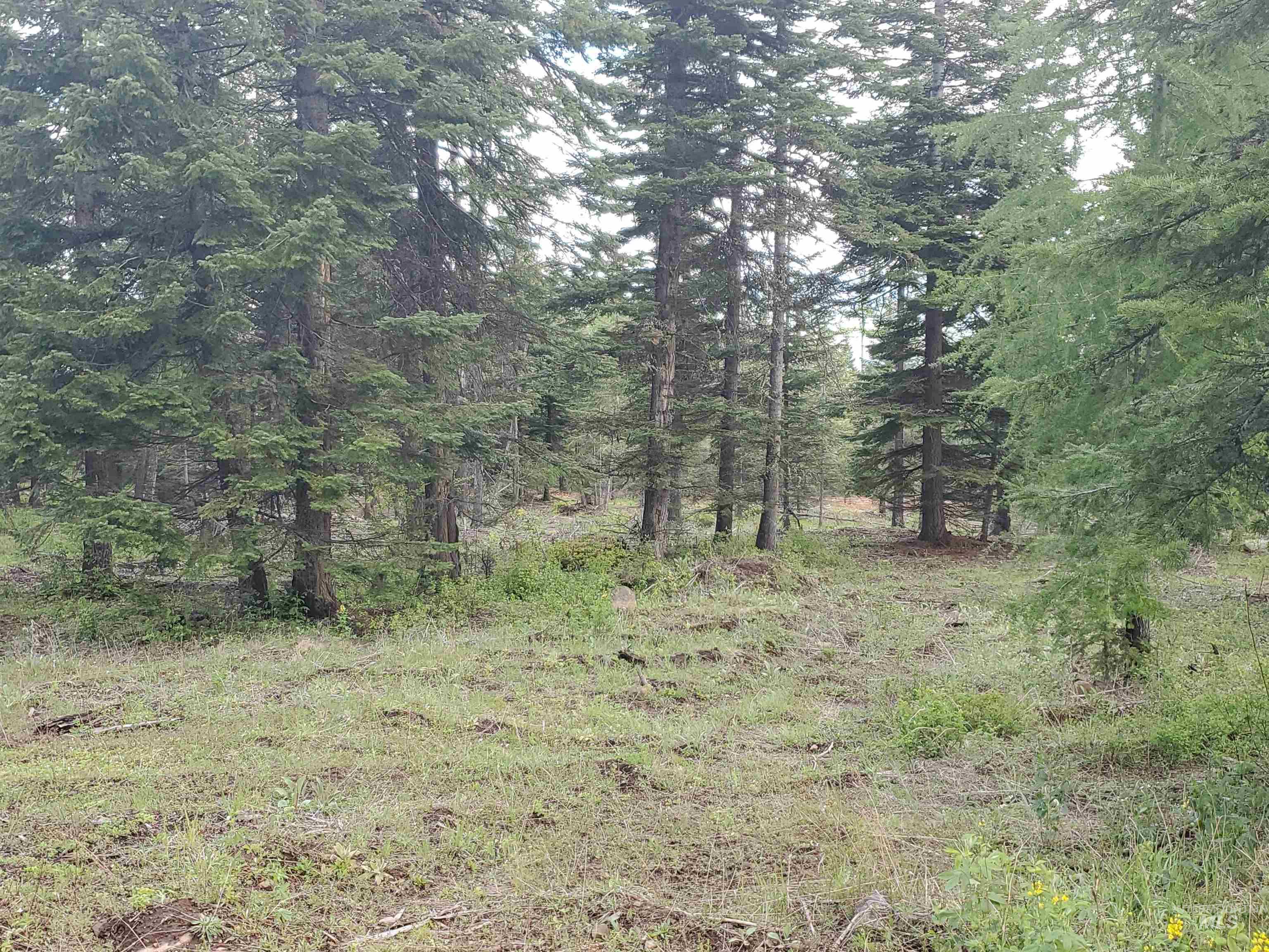 TBD OFF GRANGEVILLE SALMON RD, Grangeville, Idaho 83530, Land For Sale, Price $225,000, 98877950