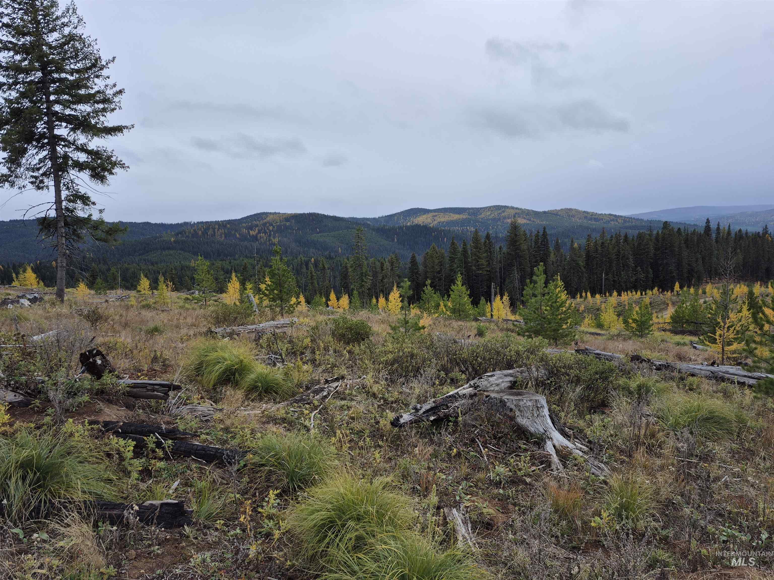 View of mountain backdrop with a forest