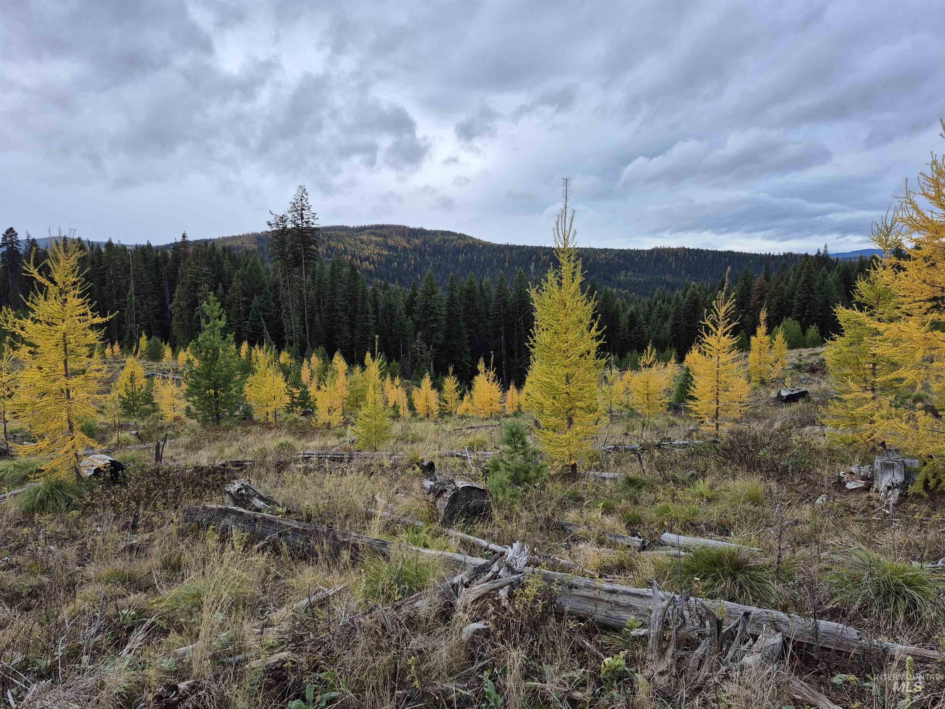 View of mountain backdrop featuring a forest