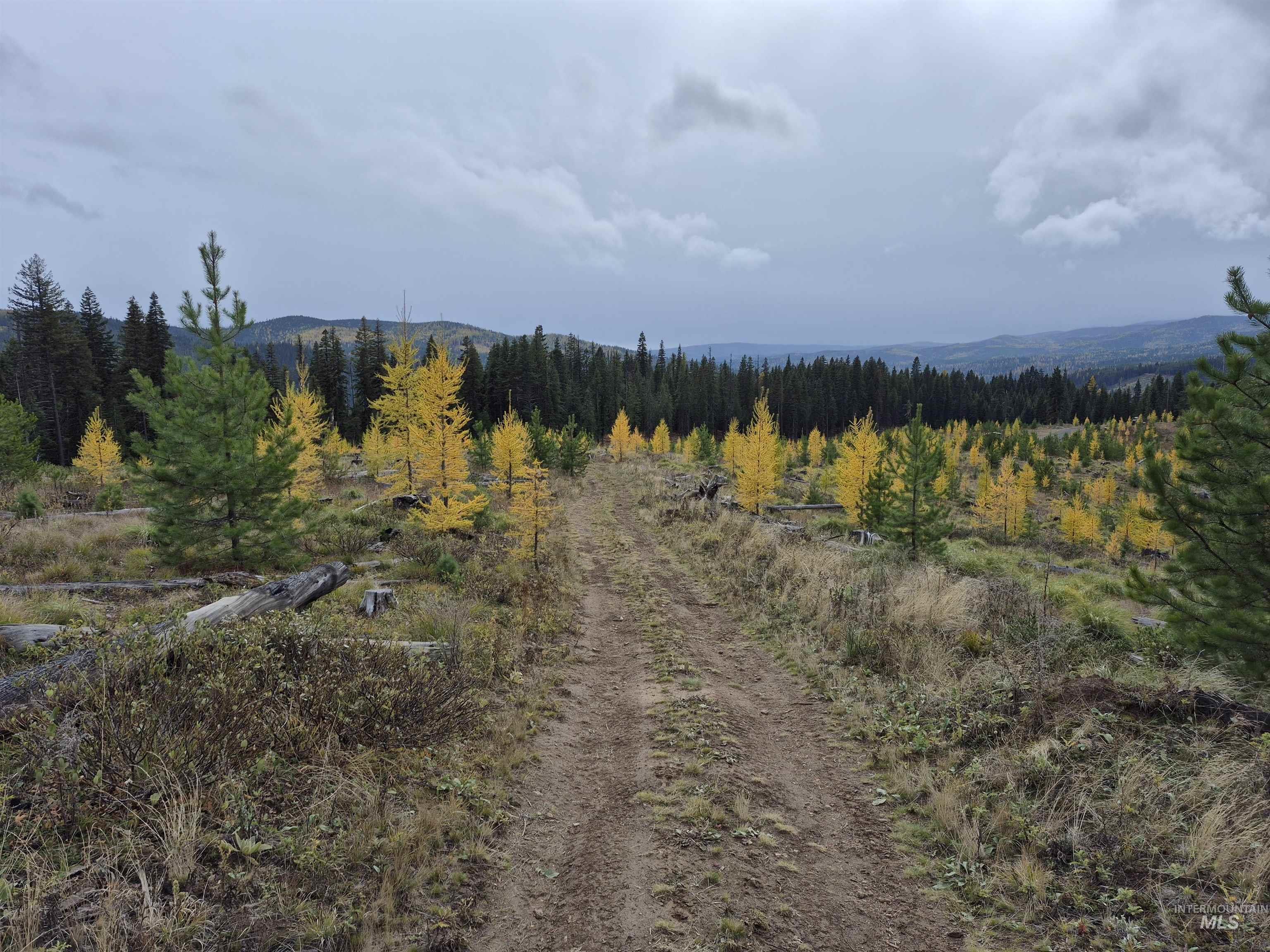 View of mountain backdrop with a heavily wooded area