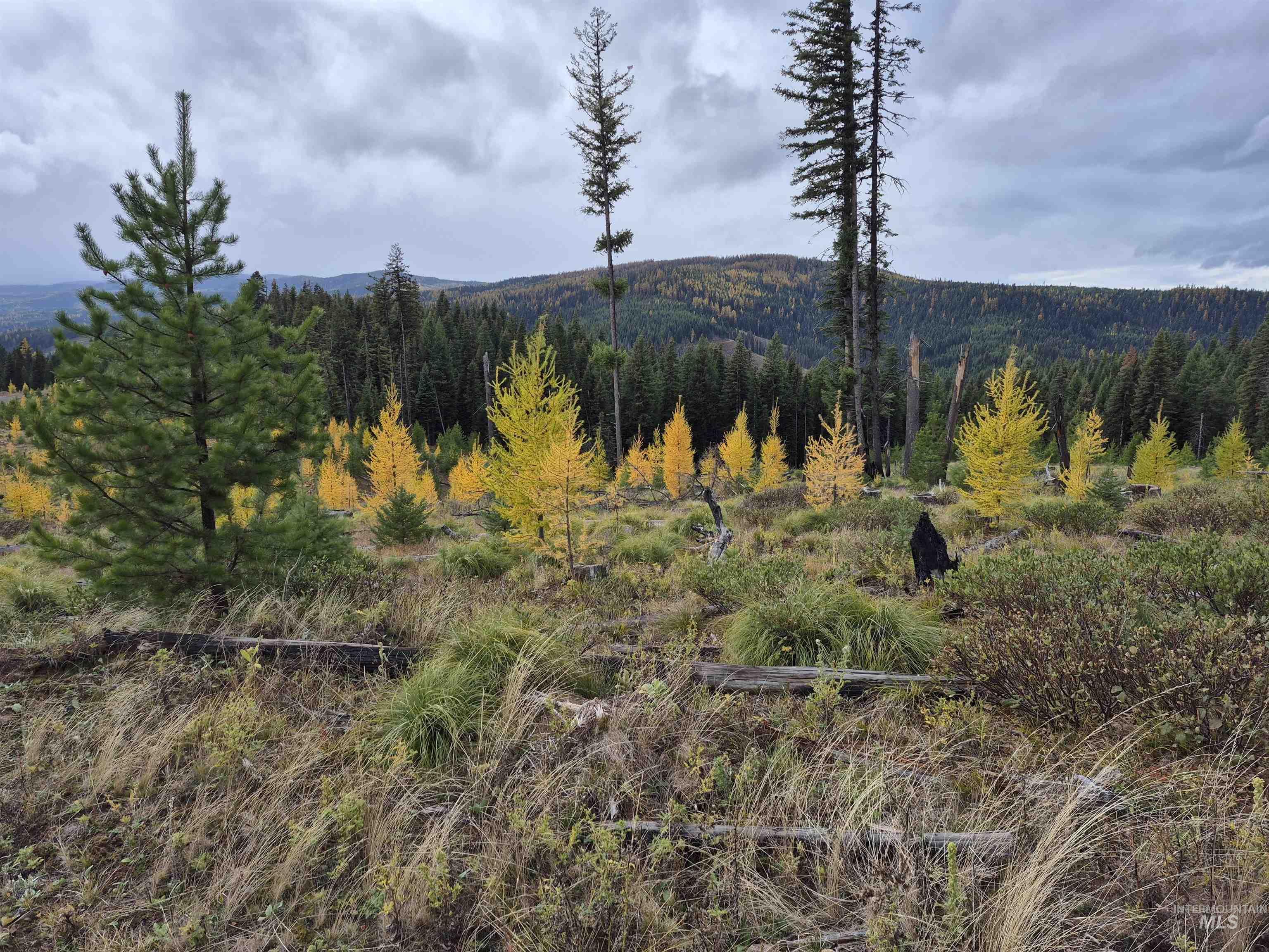 Mountain view with a heavily wooded area