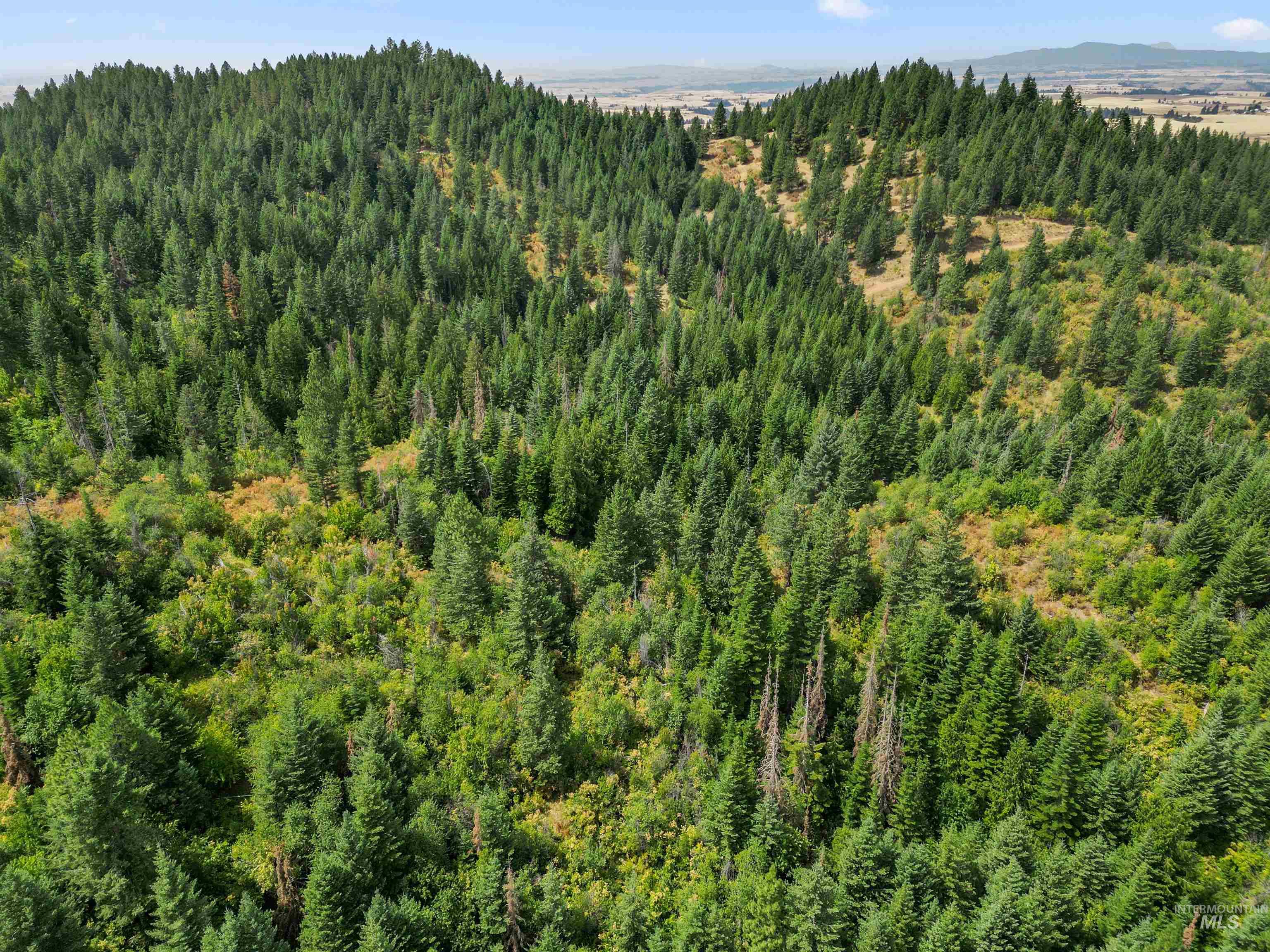TBD Bluegrass Lane, Kendrick, Idaho 83537, Land For Sale, Price $325,000, 98886912