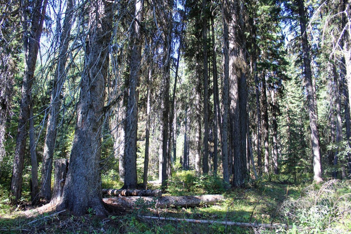 Tax #3 West Mountain Road, Donnelly, Idaho 83615, Land For Sale, Price $499,000, 98890153