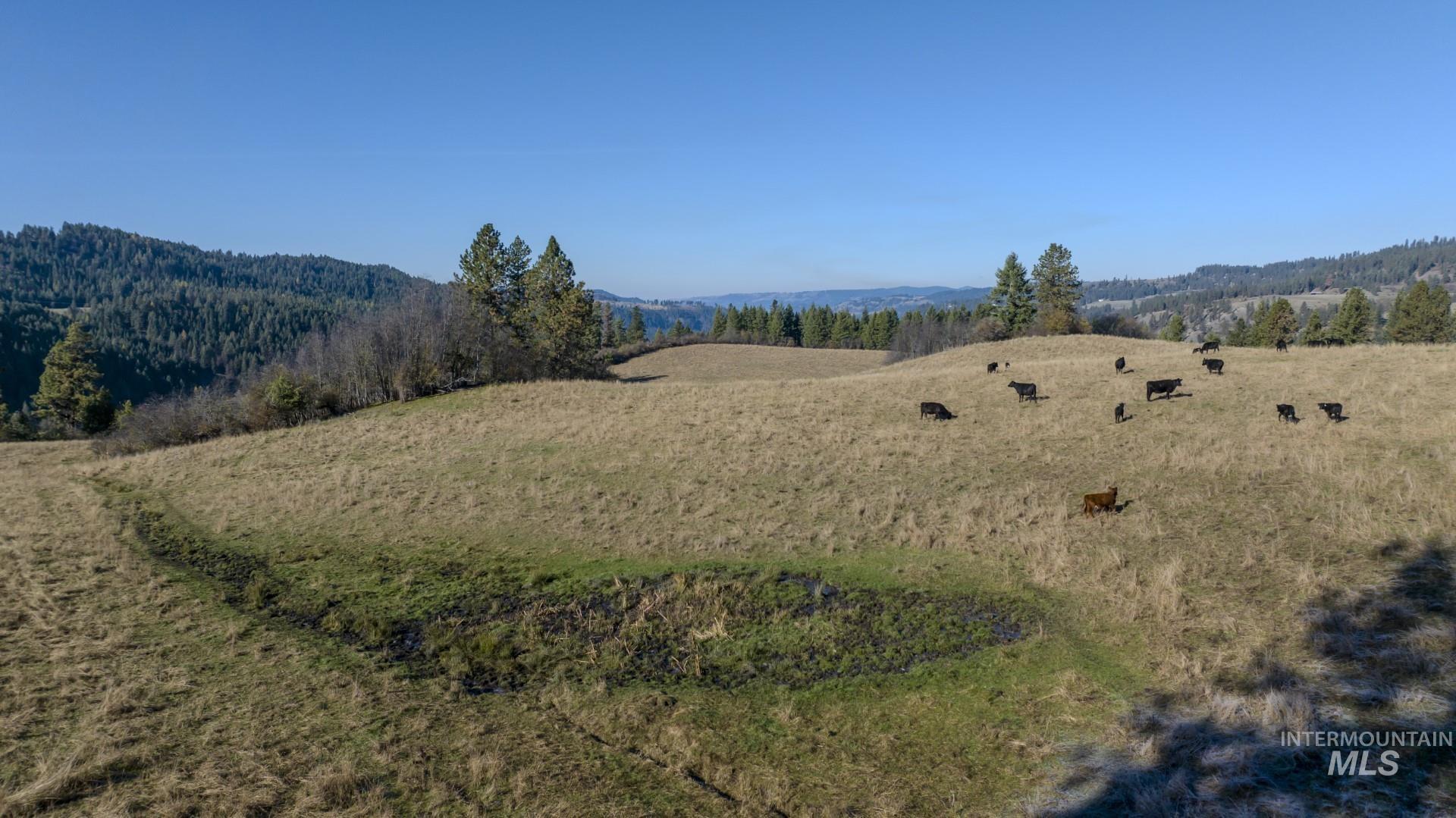 NKA 320acs Summer Rd, Orofino, Idaho 83544, Land For Sale, Price $2,200,000, 98893920