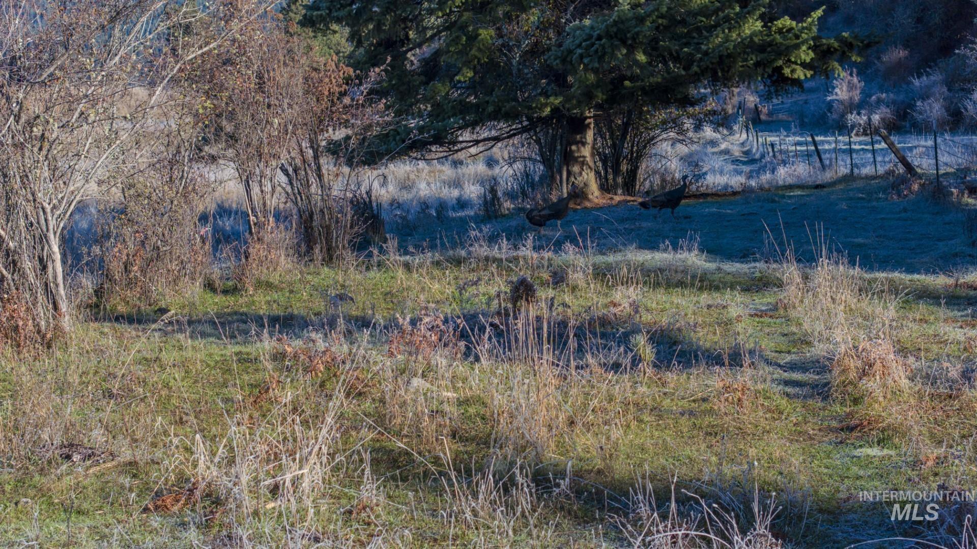 NKA 320acs Summer Rd, Orofino, Idaho 83544, Land For Sale, Price $2,200,000, 98893920
