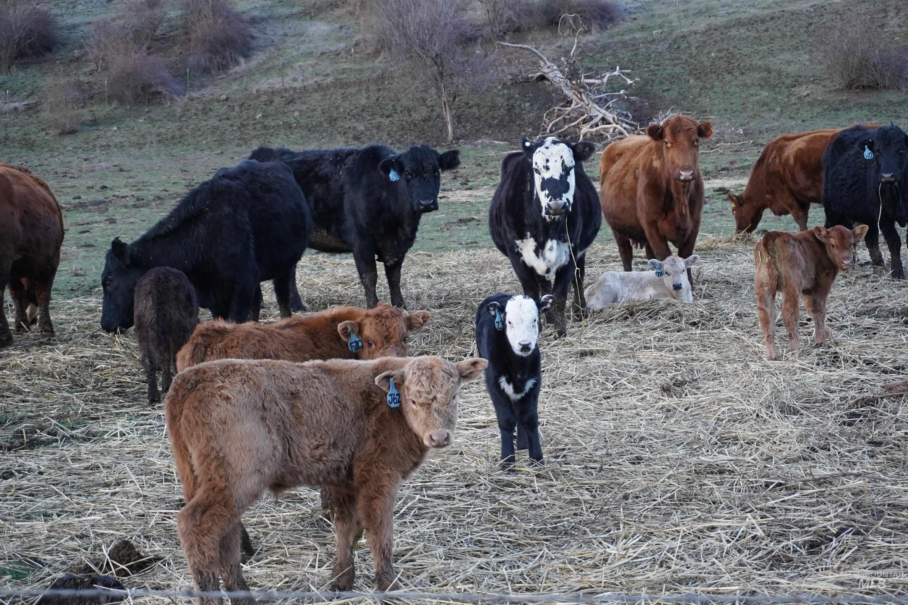 259 Cottonwood Creek Road, Stites, Idaho 83552-5096, 4 Bedrooms, 2 Bathrooms, Farm & Ranch For Sale, Price $2,700,000, 98902828