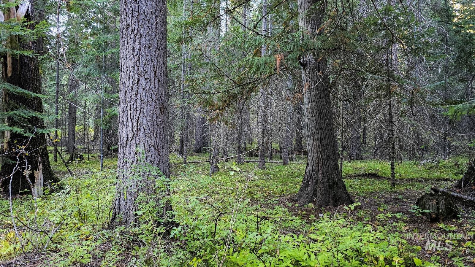 36.5 acres of 5856 Lacey Meadows Rd, Weippe, Idaho 83553, Land For Sale, Price $410,000, 98903007