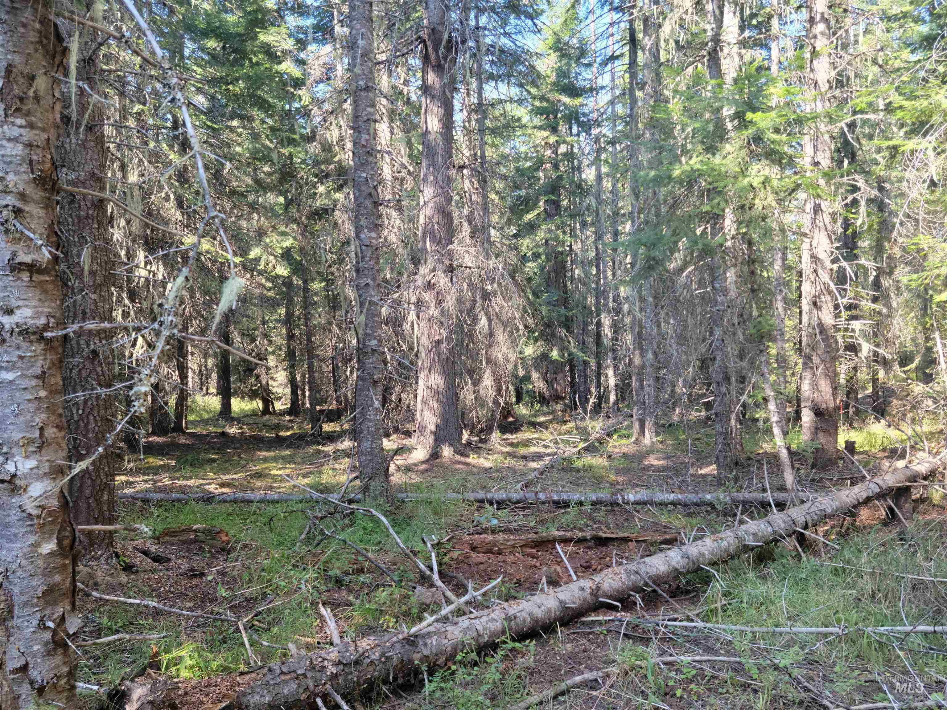 TBD Lacey Meadows Road, Weippe, Idaho 83553, Land For Sale, Price $110,000,MLS 98906875