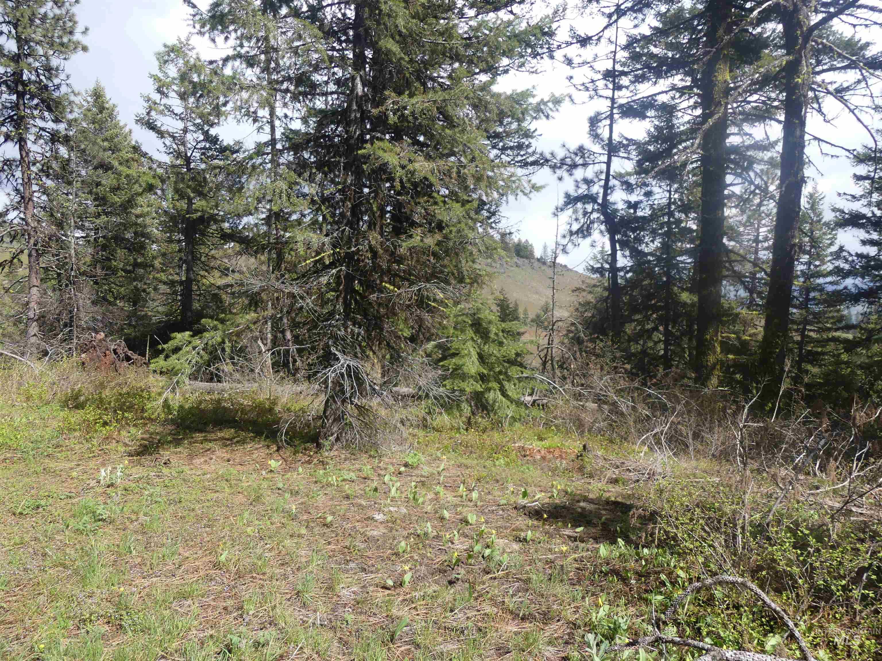 002 Hansen Ridge Road, Anatone, Washington 99401, Land For Sale, Price $200,000,MLS 98910831